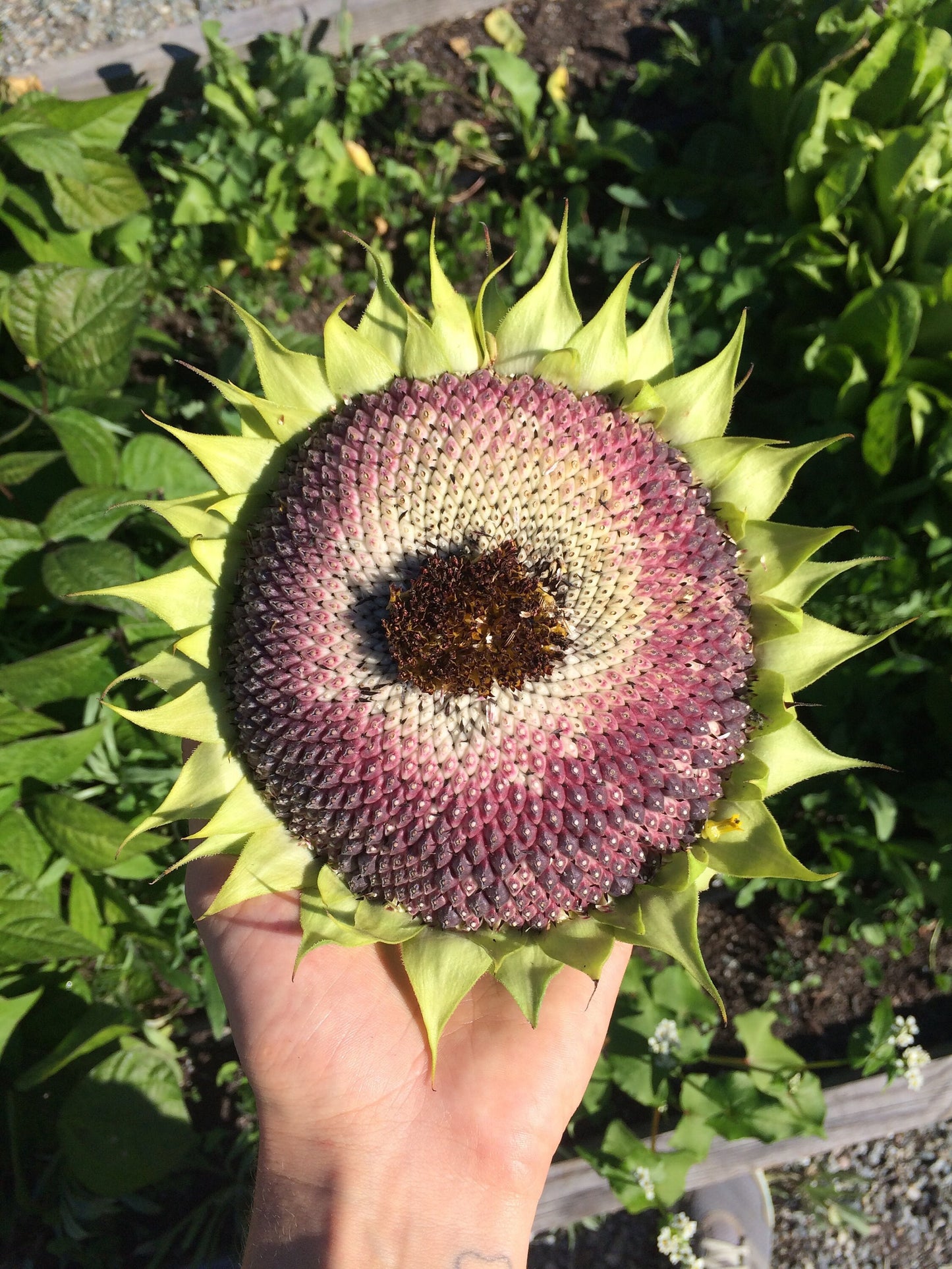 Sunflower Seeds - Helianthus annuus - Tall yellow sunflower mix