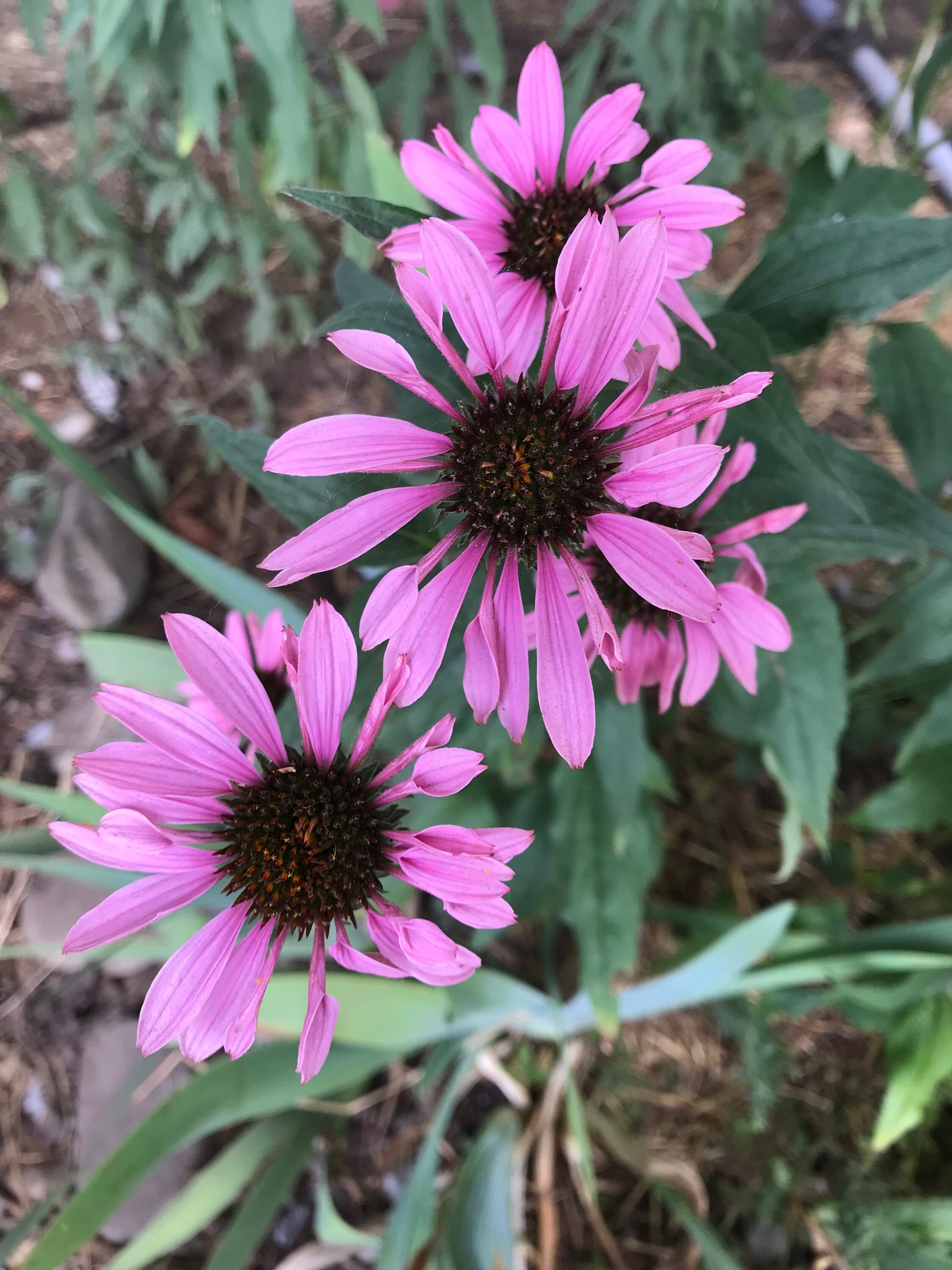 Paradiso Mix Echinacea Seeds - Echinacea purpurea - Multicolour Medicinal & Ornamental Flower