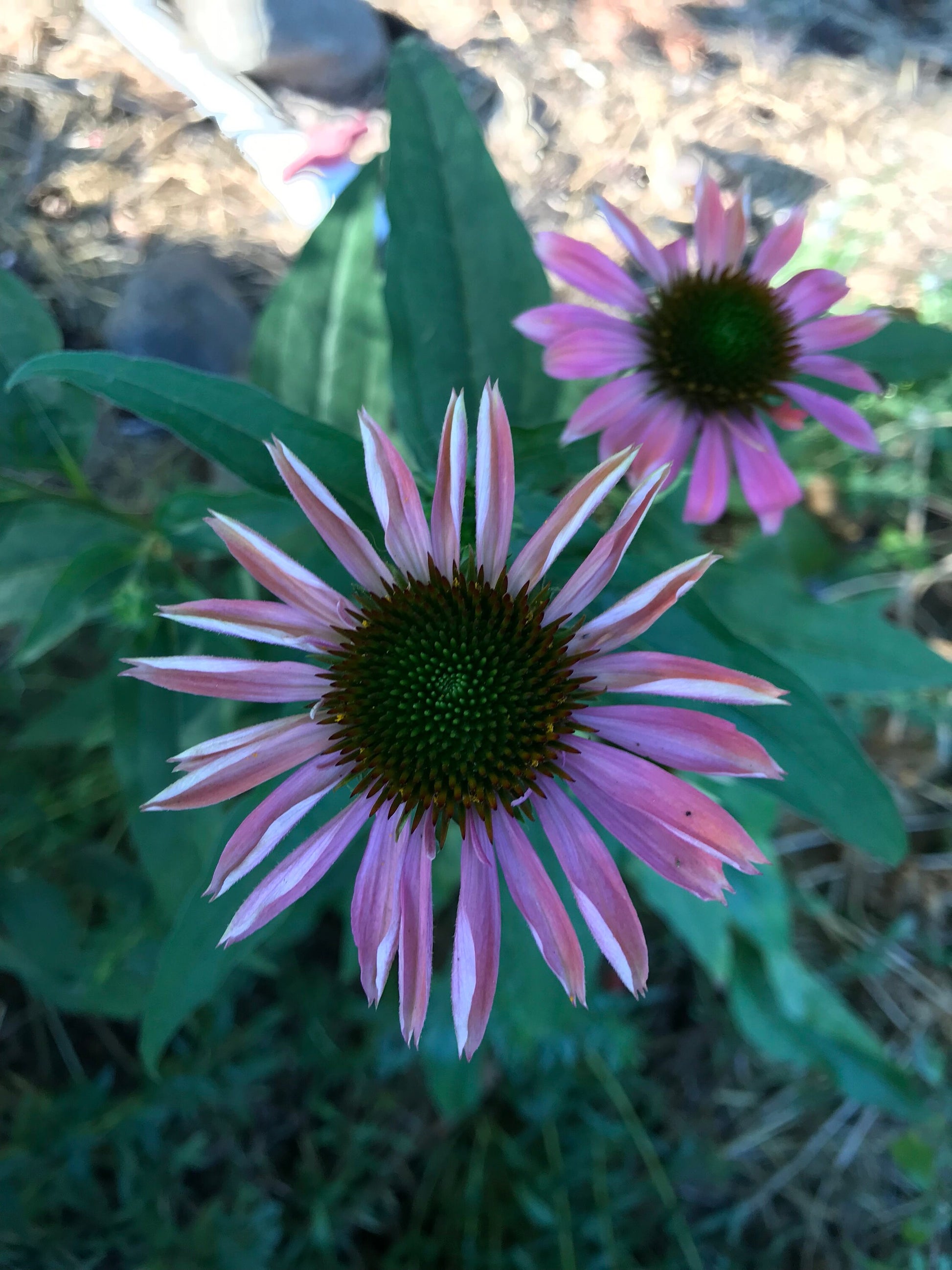 Paradiso Mix Echinacea Seeds - Echinacea purpurea - Multicolour Medicinal & Ornamental Flower