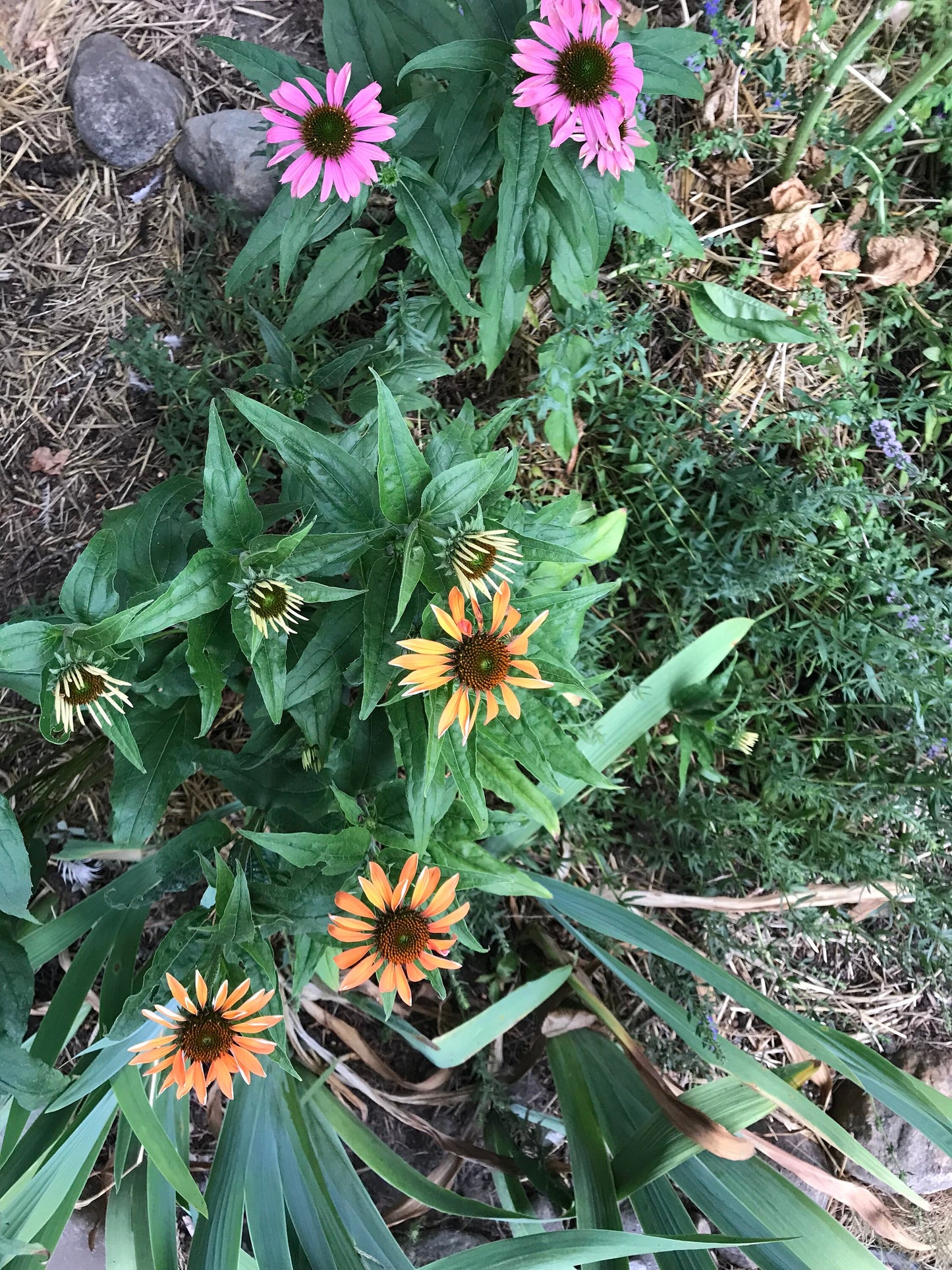 Paradiso Mix Echinacea Seeds - Echinacea purpurea - Multicolour Medicinal & Ornamental Flower