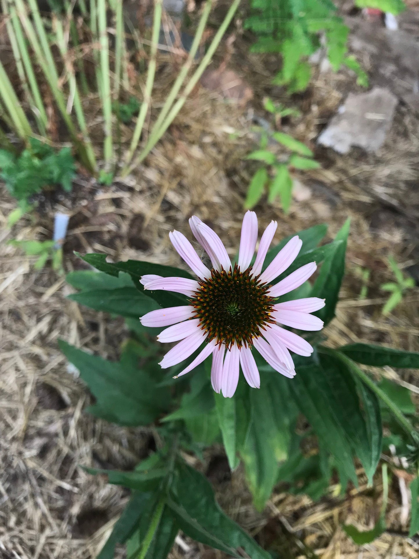 Paradiso Mix Echinacea Seeds - Echinacea purpurea - Multicolour Medicinal & Ornamental Flower