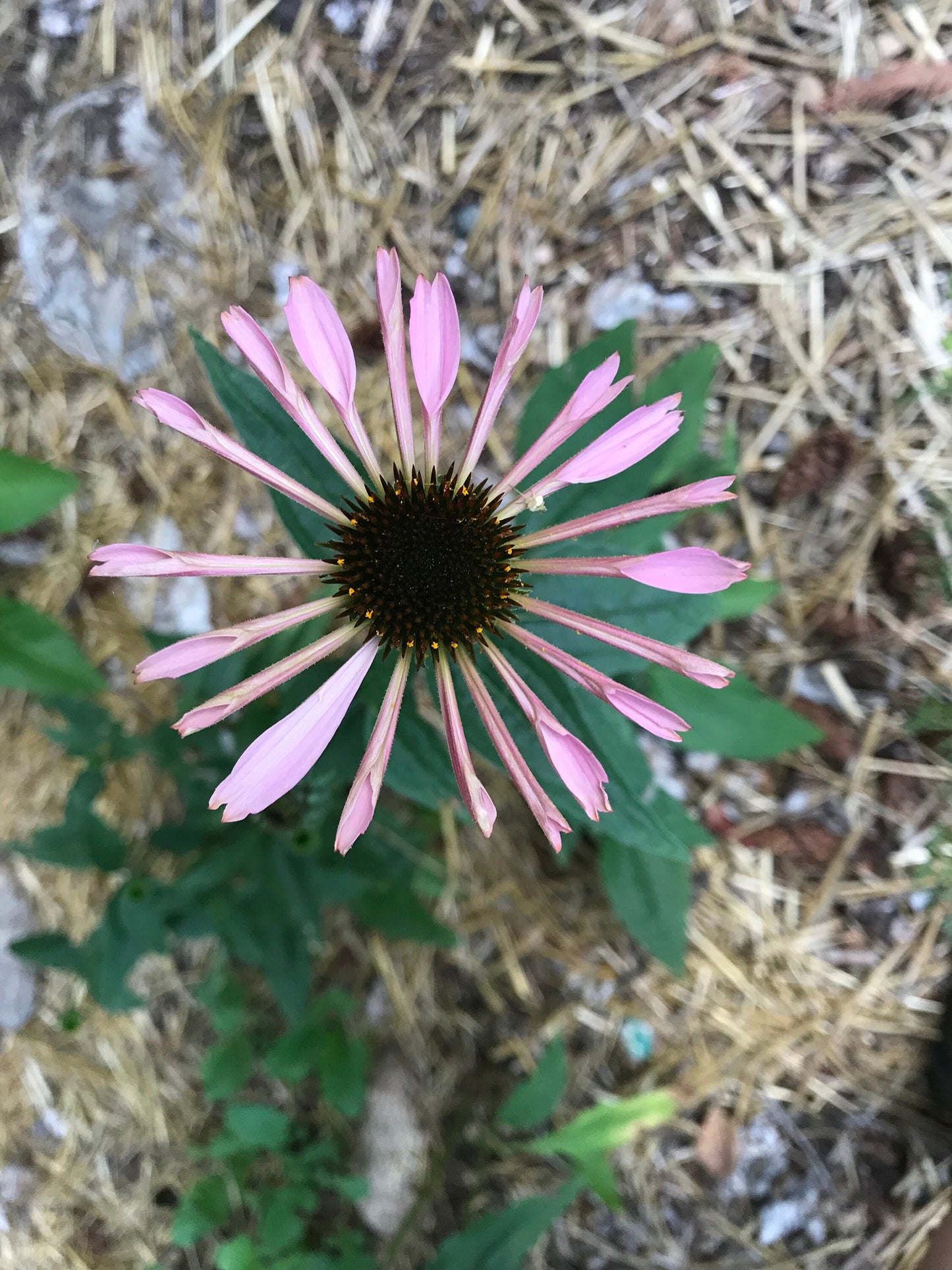 Paradiso Mix Echinacea Seeds - Echinacea purpurea - Multicolour Medicinal & Ornamental Flower