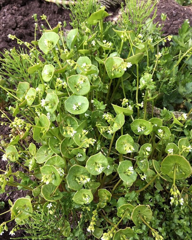 Miner's Lettuce Seeds - Claytonia perfoliata - Spring Beauty, Winter Purslane, Palsingat