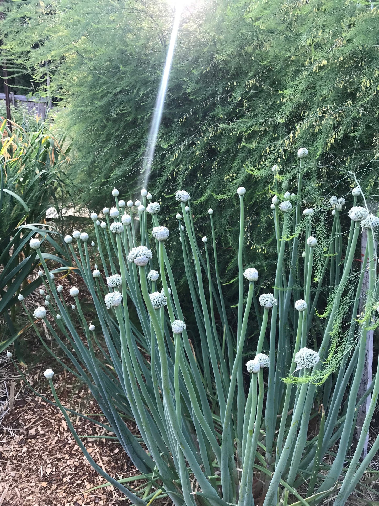 Welsh Onion Seeds - Allium fistulosum - Perennial Spring Onions