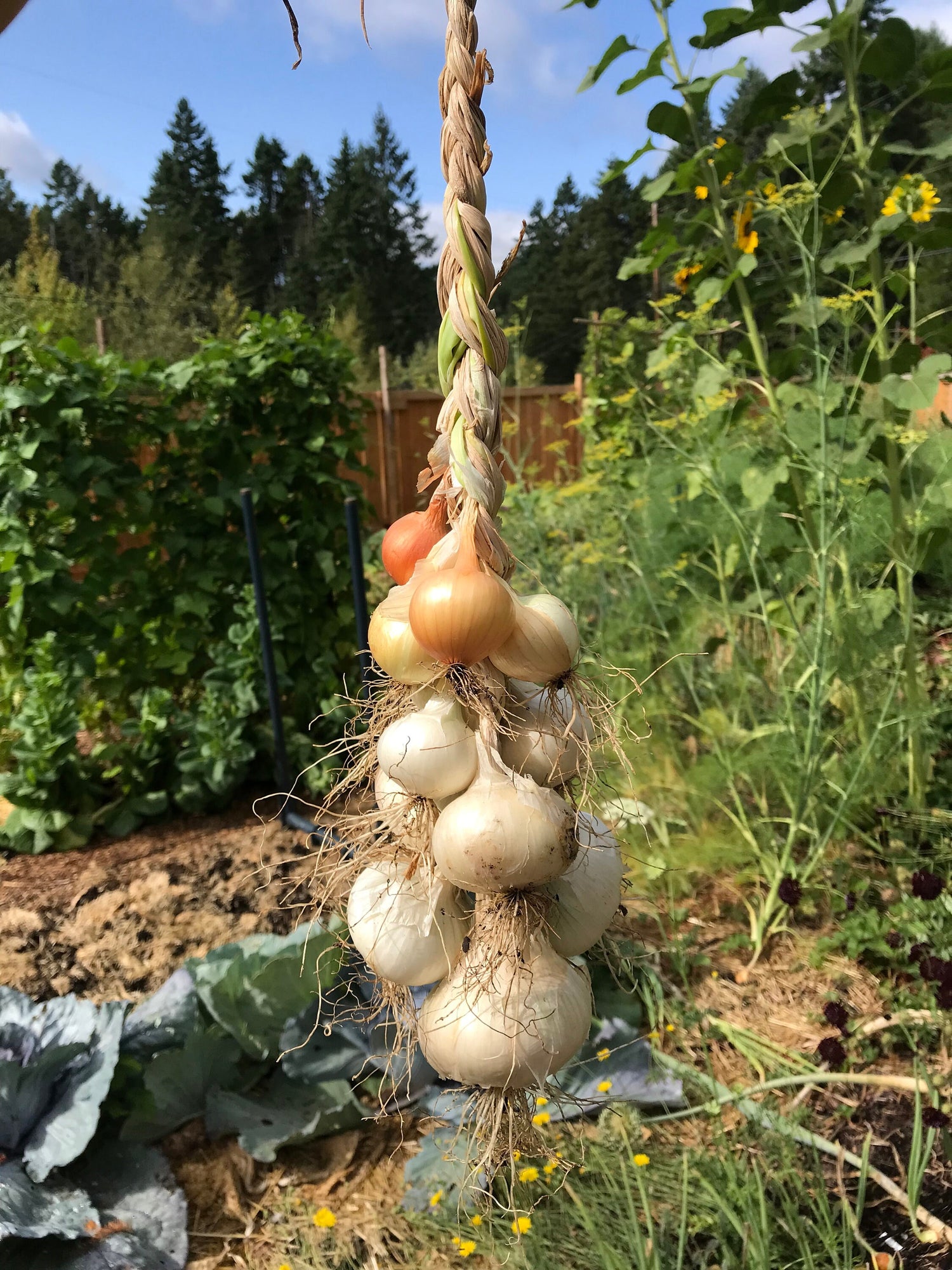 Potato Onion SEEDS - Multiplier Onions - Allium cepa var. aggregatum - Andy's Green Mountain Multiplier