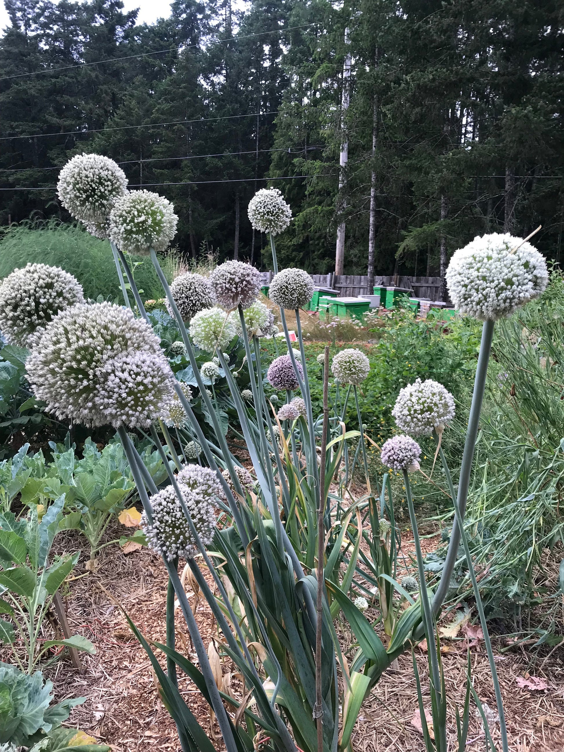leek flower seeds Delft Perpetual Leek Seeds - Allium ampeloprasum
