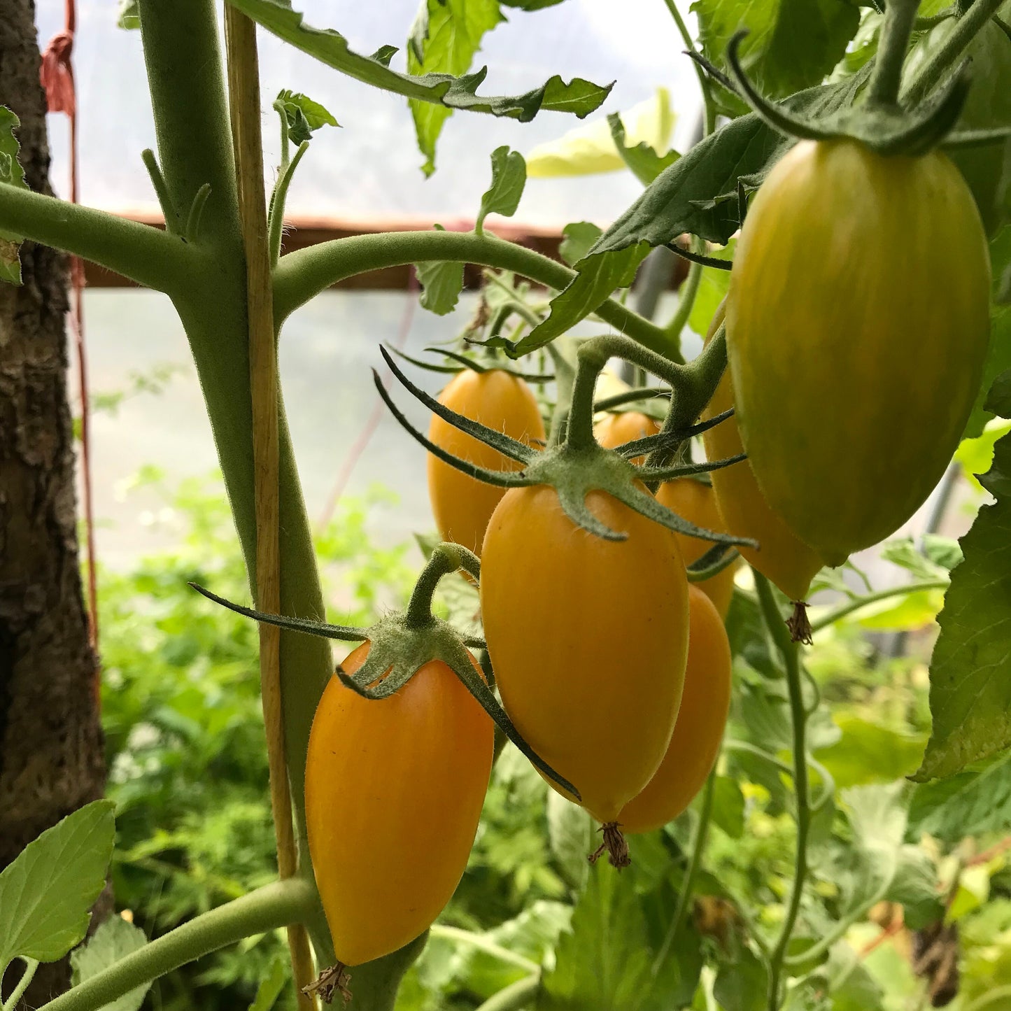 Blush Tiger Tomato Seeds - Solanum lycopersicum