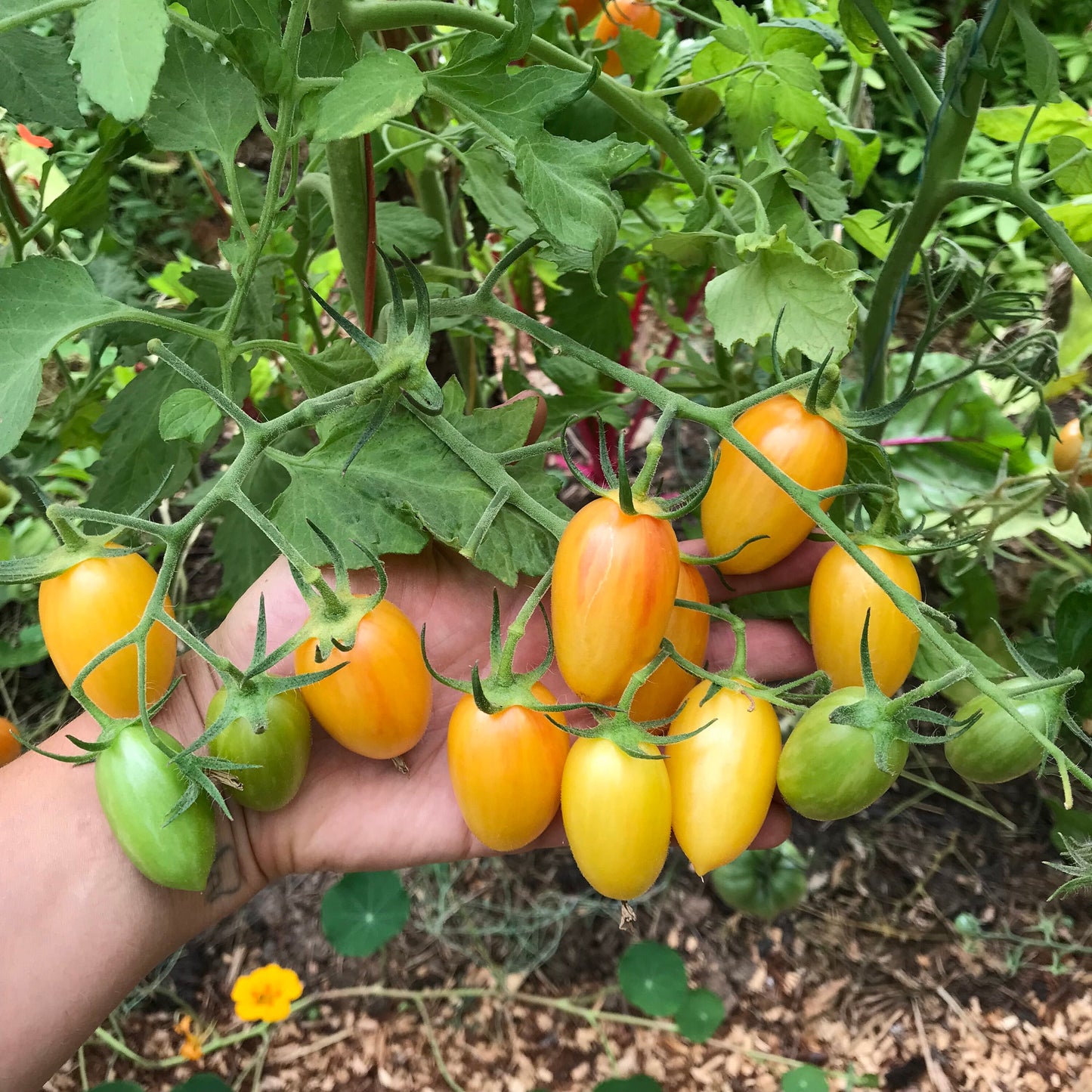 Blush Tiger Tomato Seeds - Solanum lycopersicum