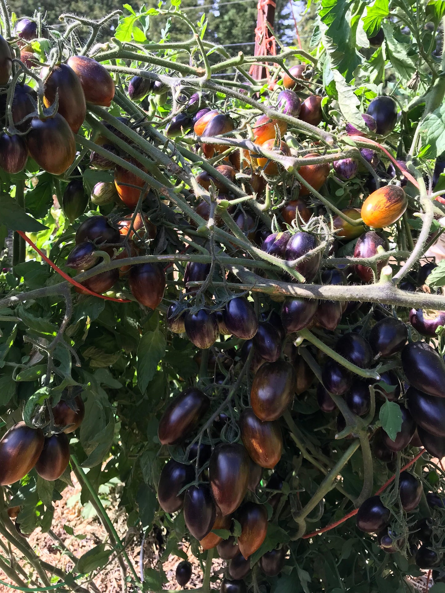 Brad's Atomic Grape Tomato Seeds - Solanum lycopersicum