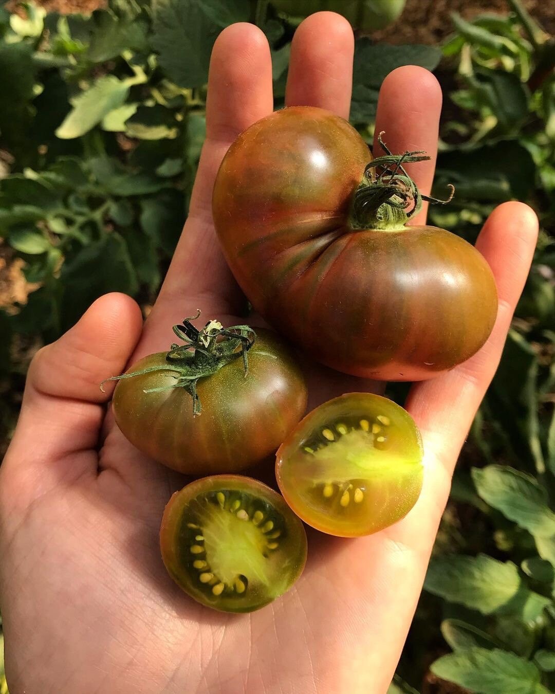 Karma Miracle Tomato Seeds - Solanum lycopersicum