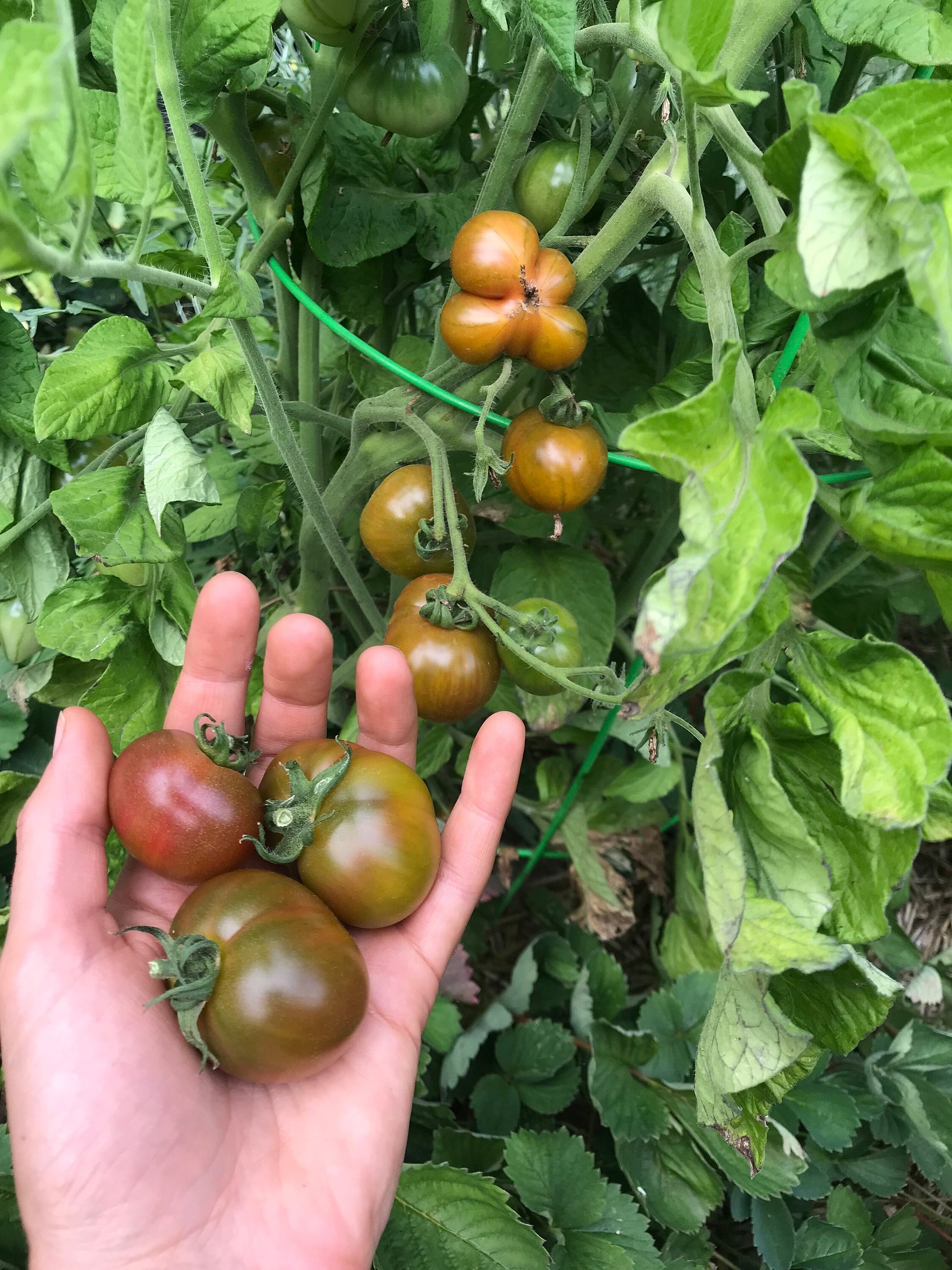 Karma Miracle Tomato Seeds - Solanum lycopersicum