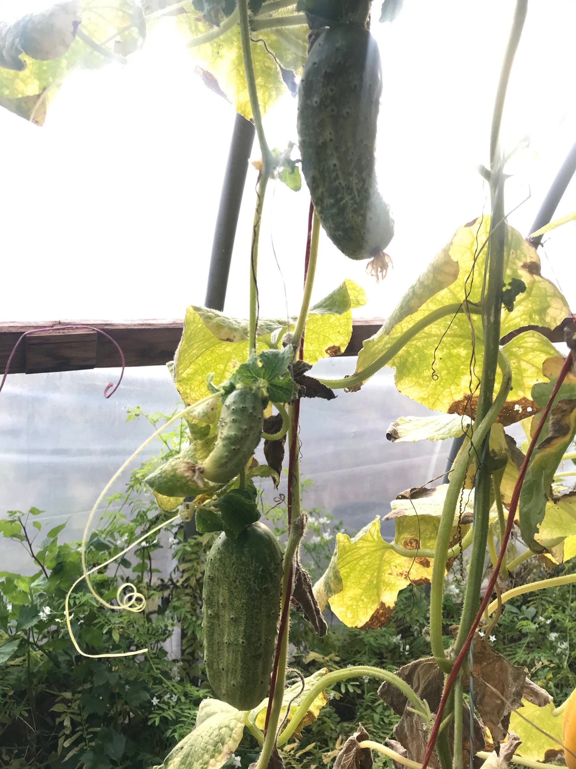 Early Russian Cucumber Grex Seeds - Cucumis sativus