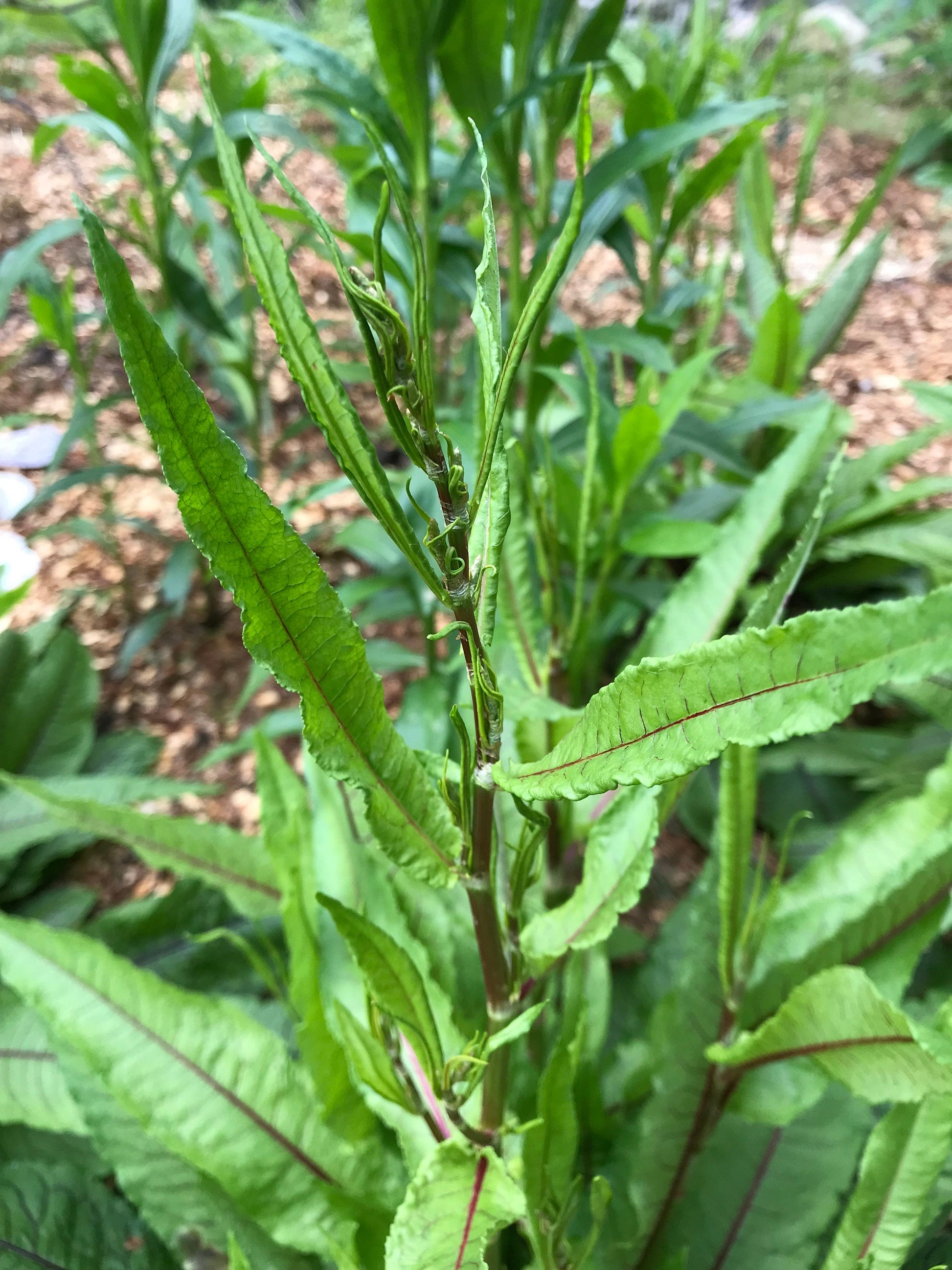 Red-Veined Sorrel Seeds - Rumex sanguineus - Bloody Dock