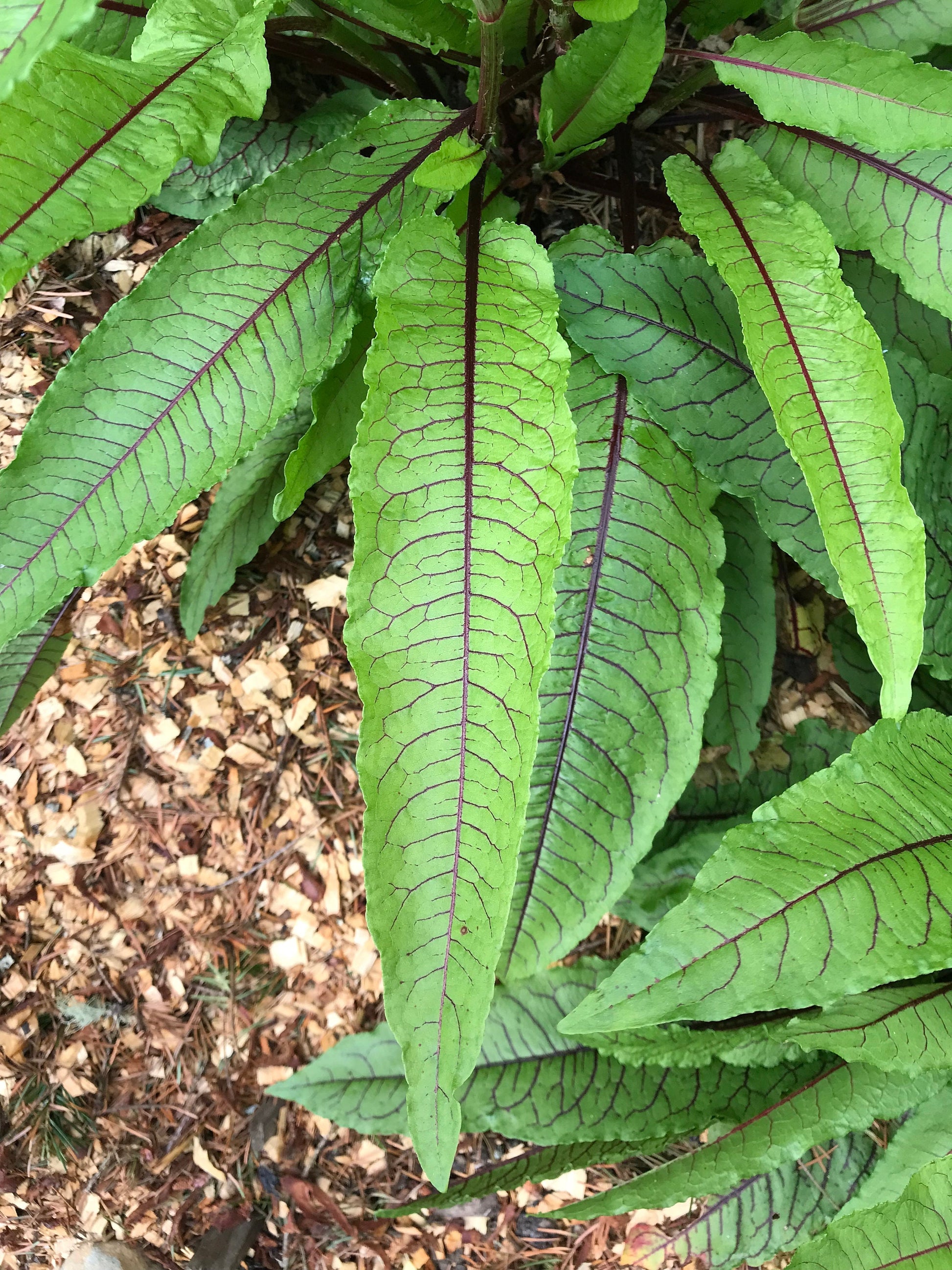 Red-Veined Sorrel Seeds - Rumex sanguineus - Bloody Dock