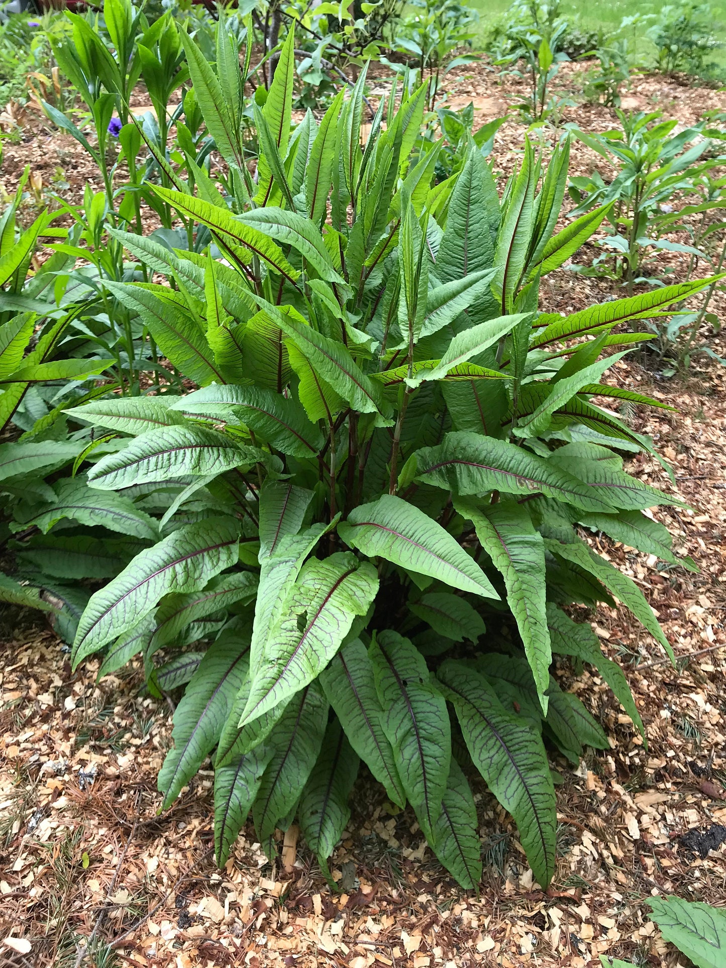 Red-Veined Sorrel Seeds - Rumex sanguineus - Bloody Dock