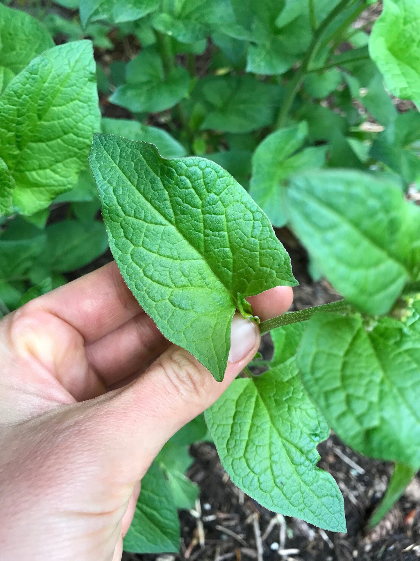 Good King Henry Seeds - Blitum bonus-henricus