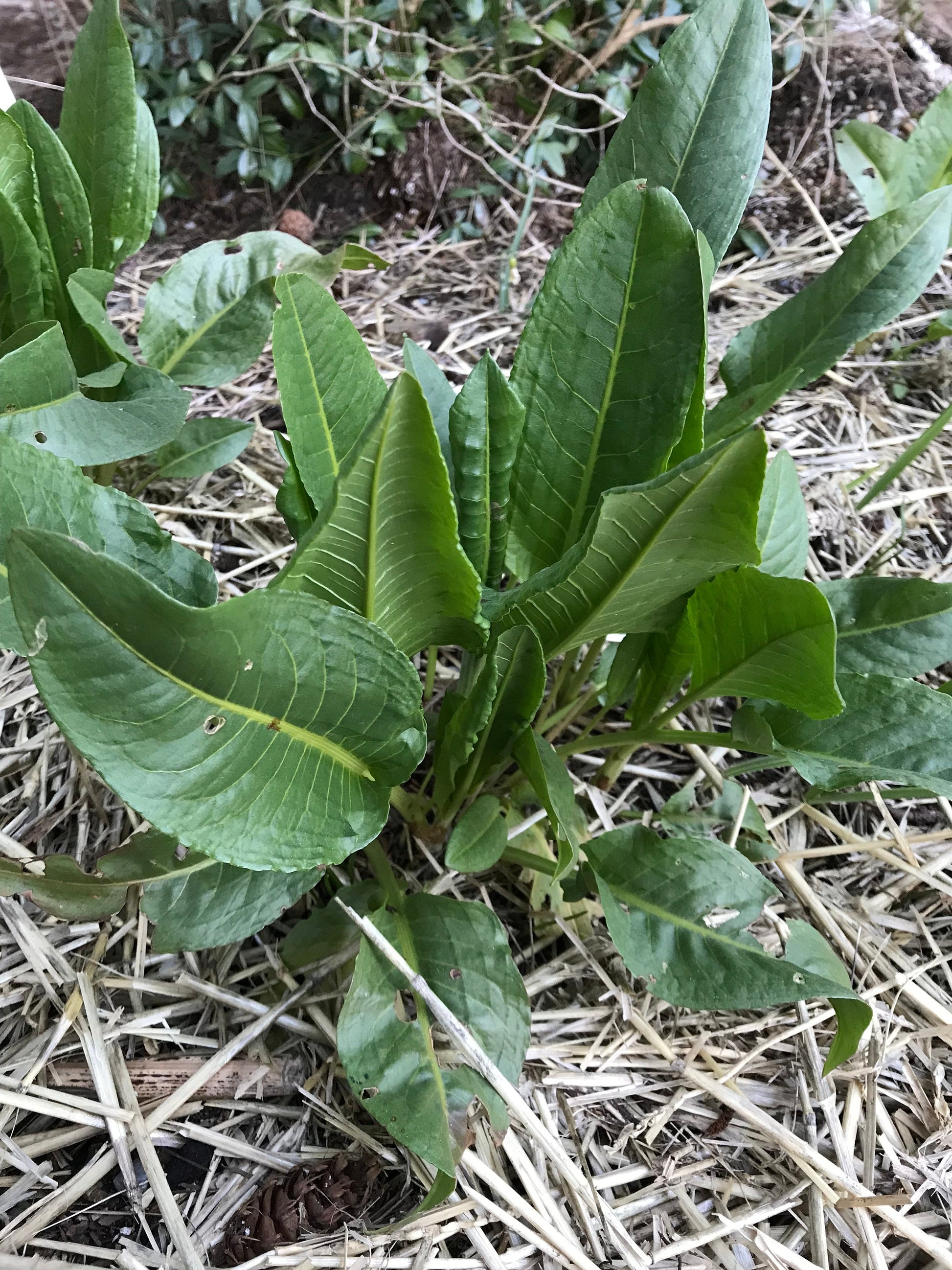 Garden Patience Seeds - Rumex patientia - Patience Dock