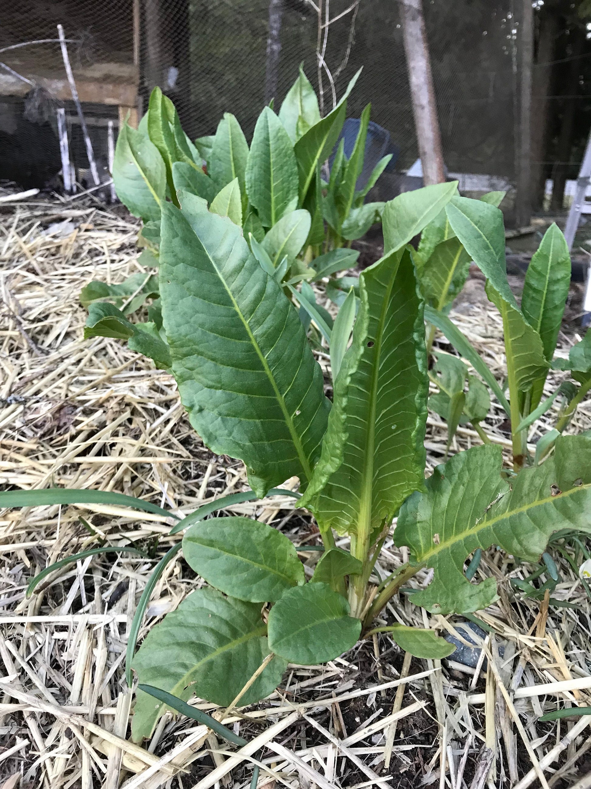 Garden Patience Seeds - Rumex patientia - Patience Dock