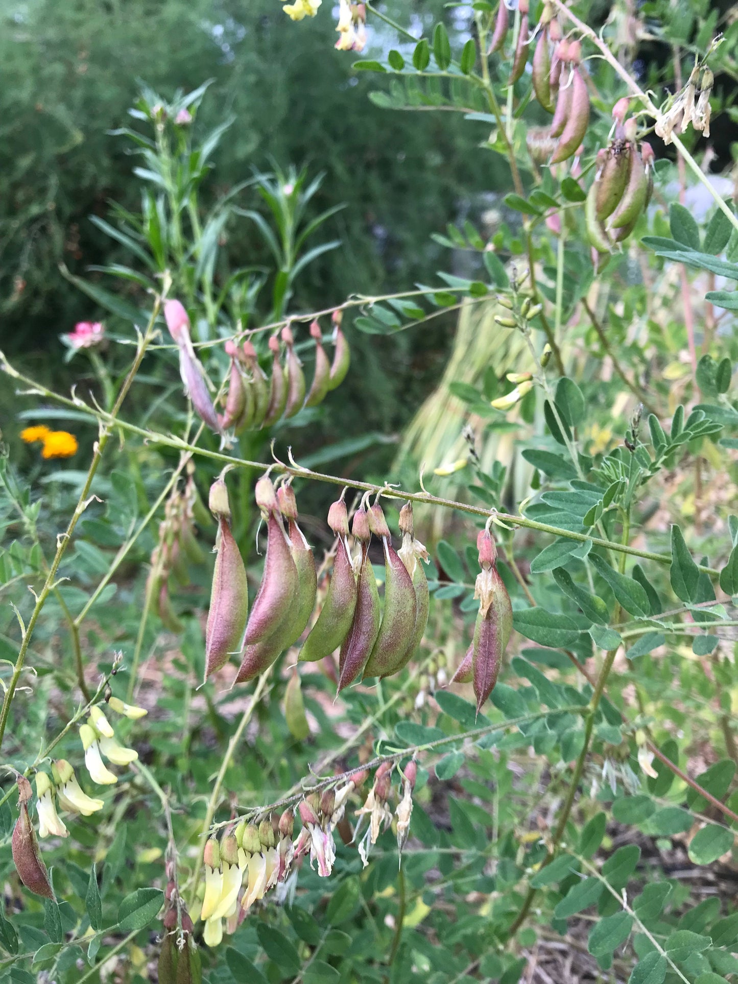 Astragalus Seeds- Astragalus membranaceus - Huang-qi / Huang qi