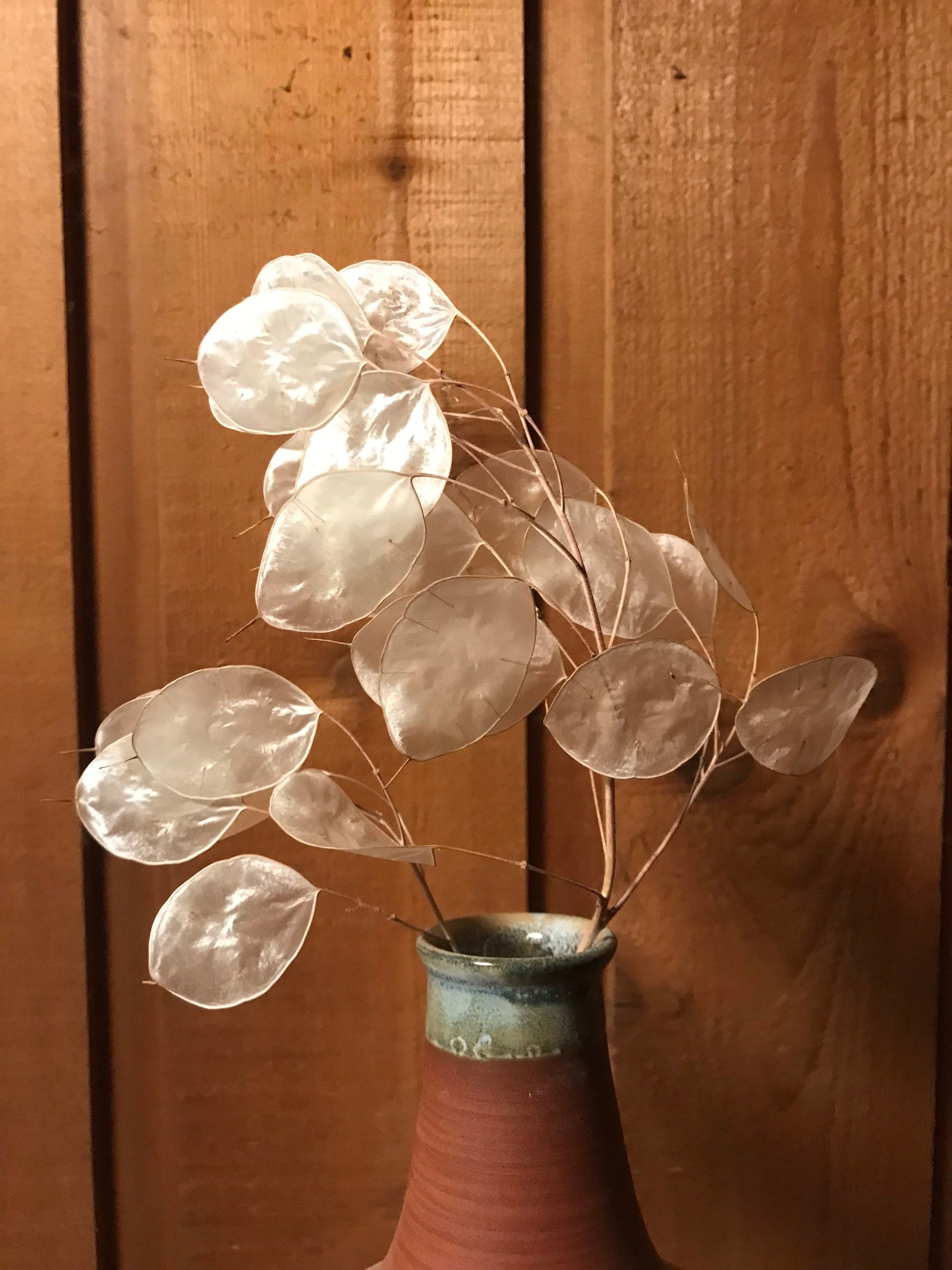 dollar money plant Money Plant Seeds - Lunaria annua