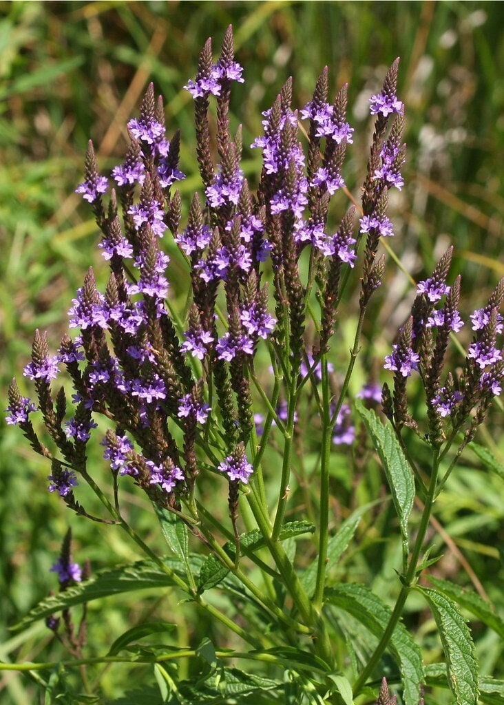 Blue Vervain Seeds - Verbena hastata - Medicinal Herb for Stress