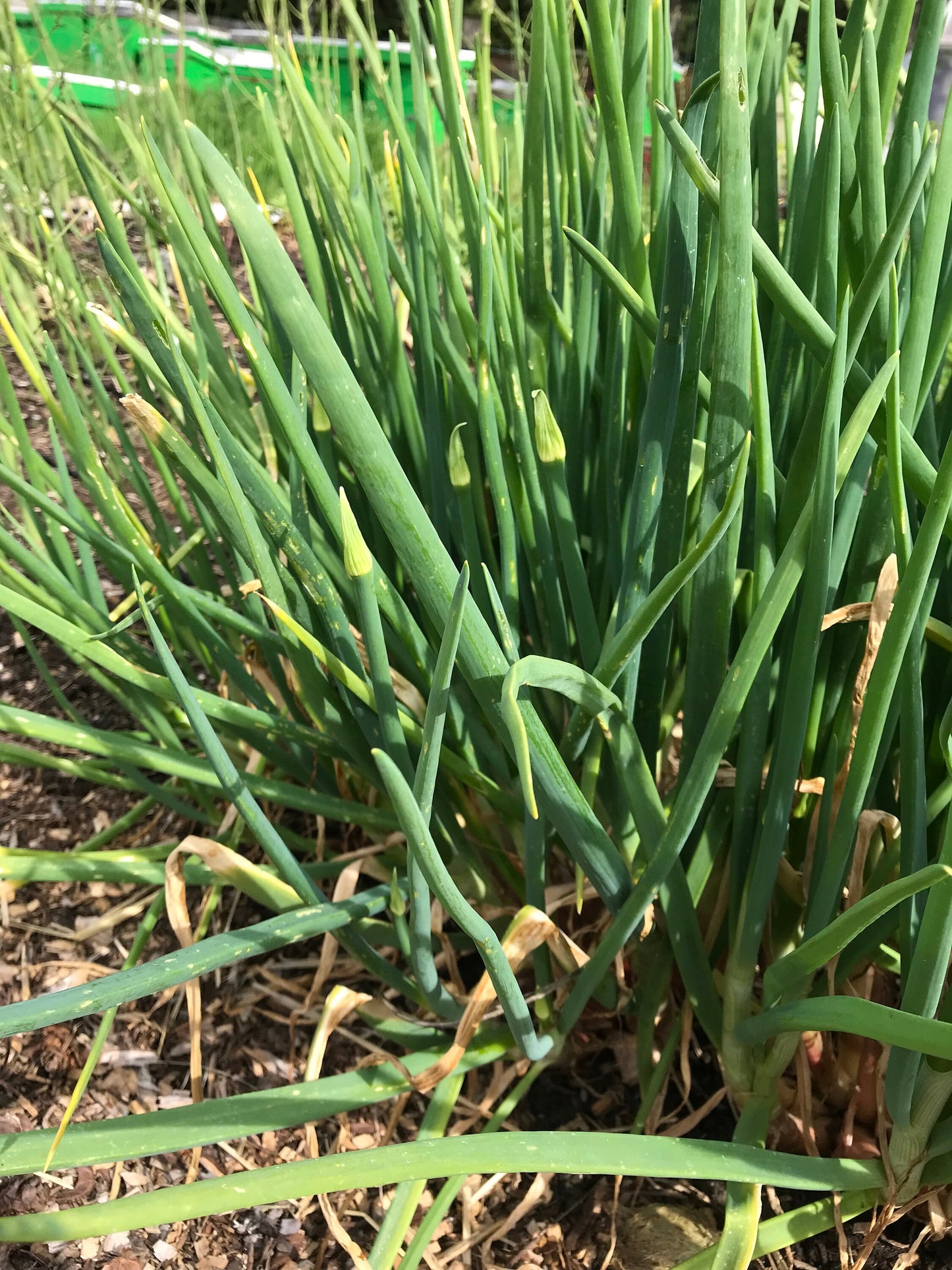 Welsh Onion Seeds - Allium fistulosum - Perennial Spring Onions