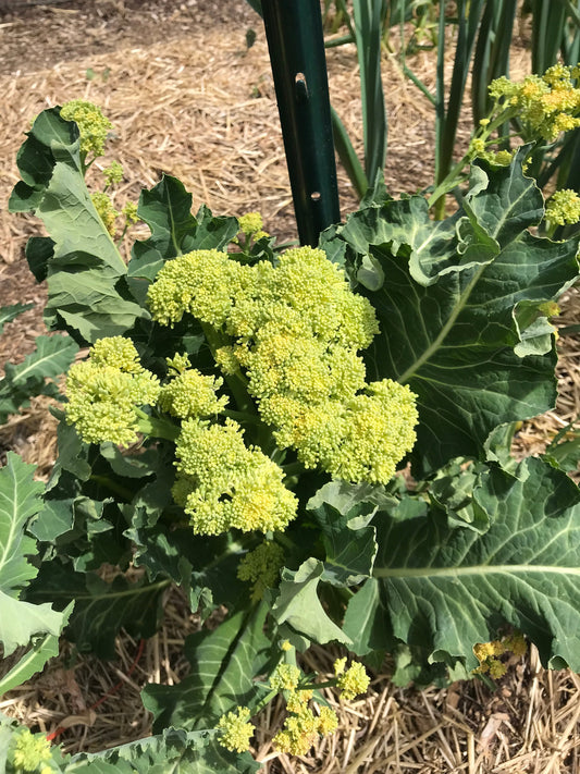9-Star Perennial Broccoli Seeds - Brassica oleracea botrytis - Nine Star Perennial Cauliflower
