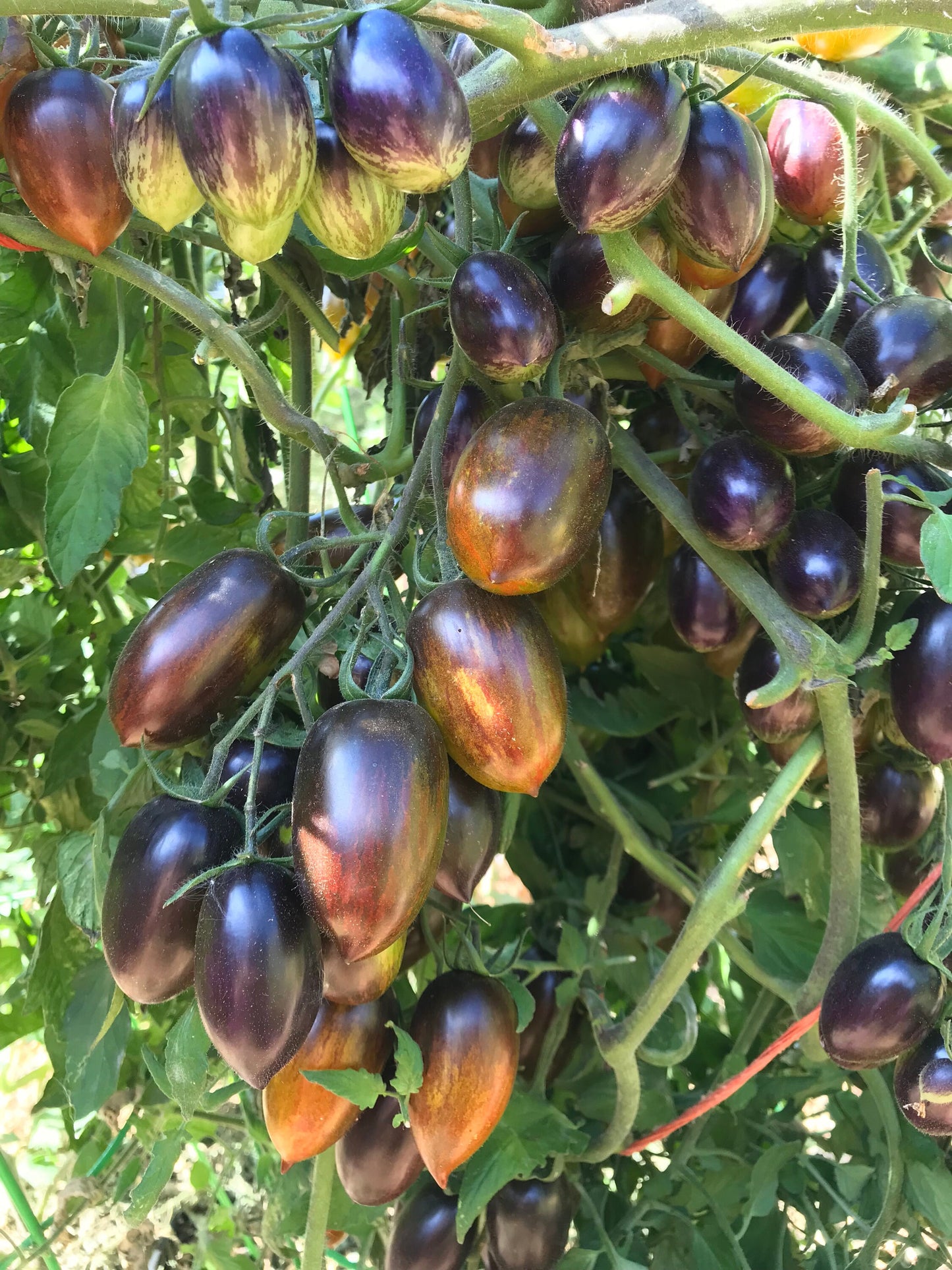 Brad's Atomic Grape Tomato Seeds - Solanum lycopersicum