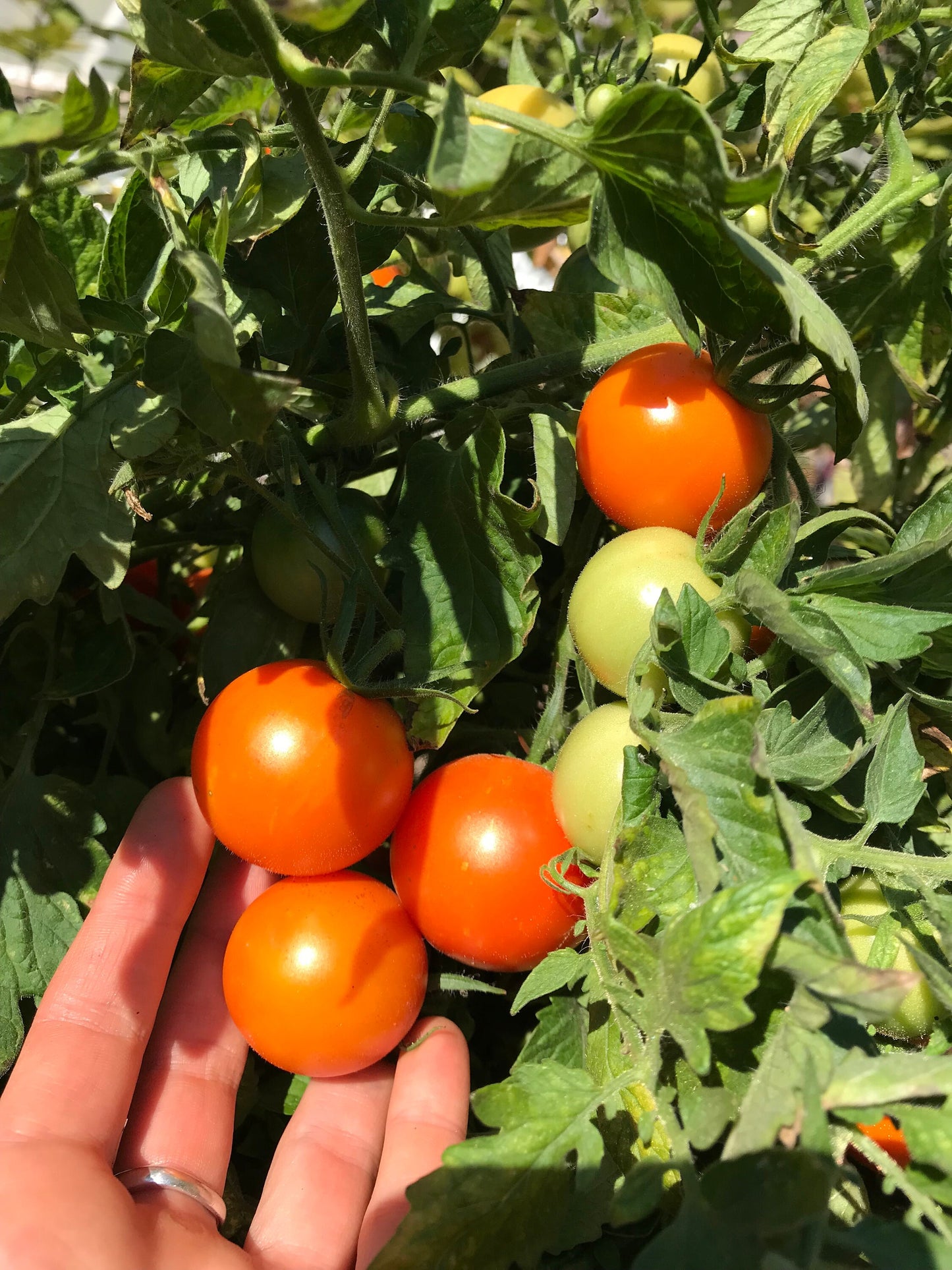 Karma Miracle X Q-Series Panamorous Tomato Seeds - Solanum lycopersicum