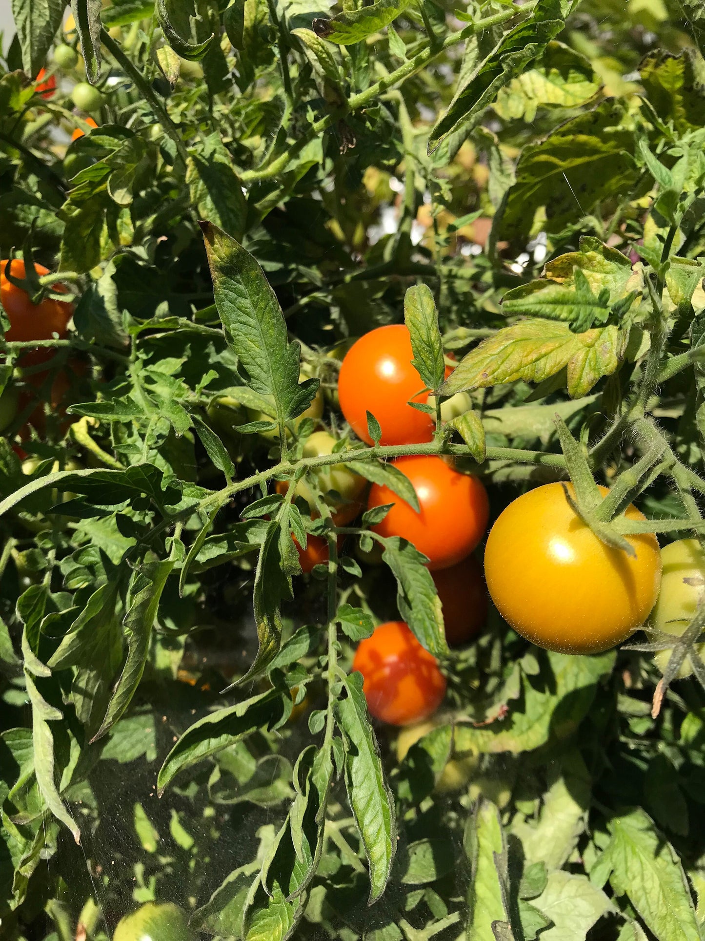 Karma Miracle X Q-Series Panamorous Tomato Seeds - Solanum lycopersicum