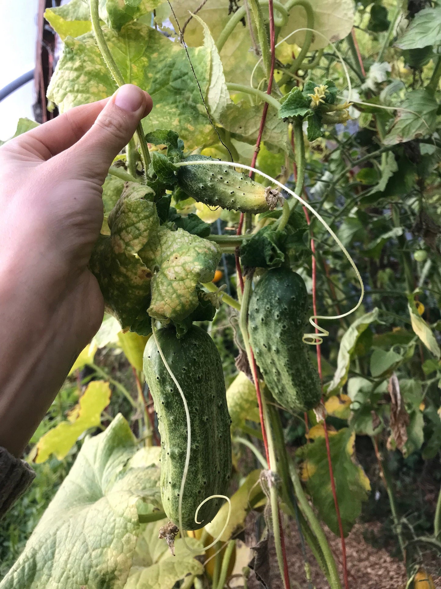 Early Russian Cucumber Grex Seeds - Cucumis sativus