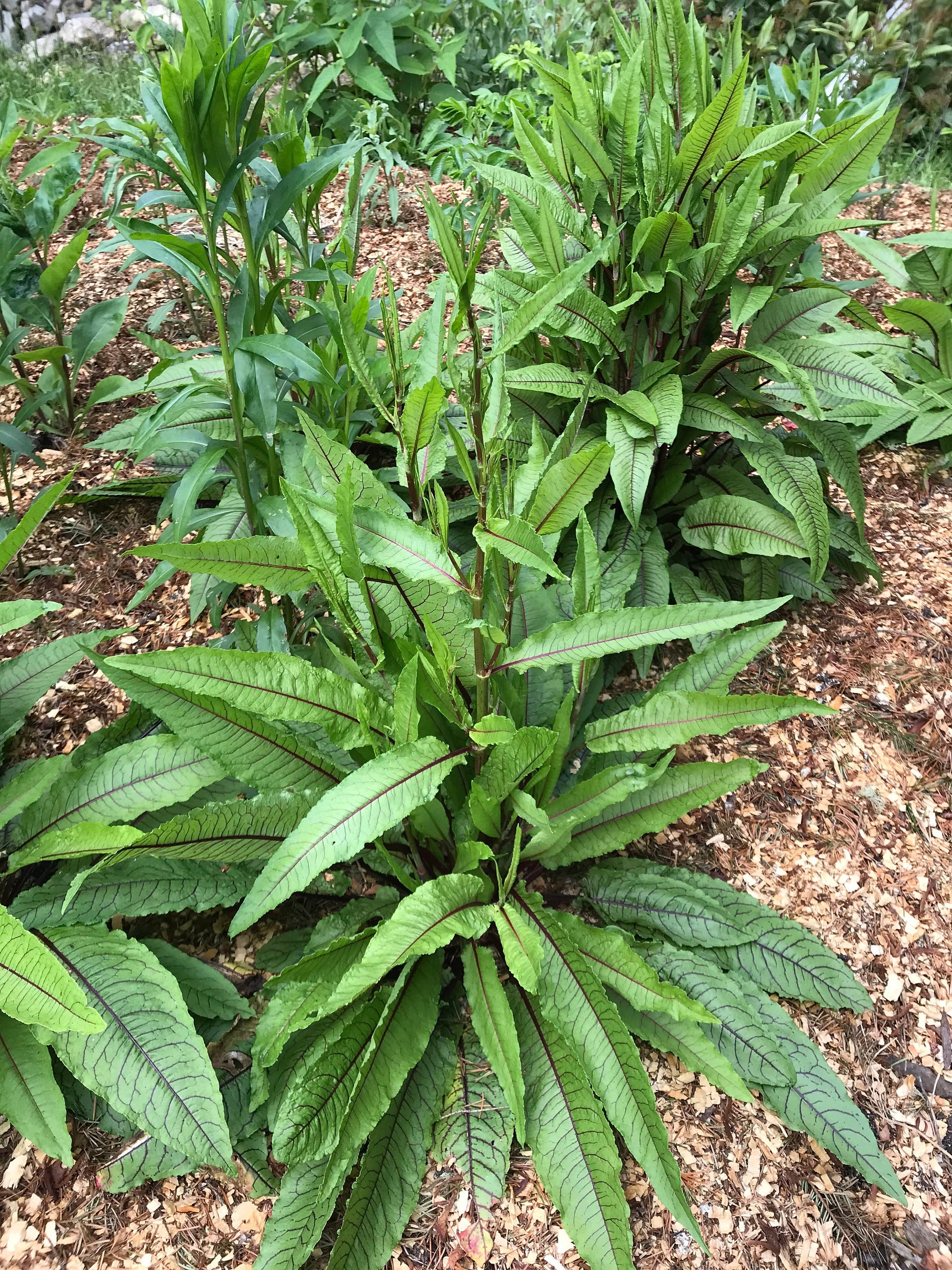 Red-Veined Sorrel Seeds - Rumex sanguineus - Bloody Dock