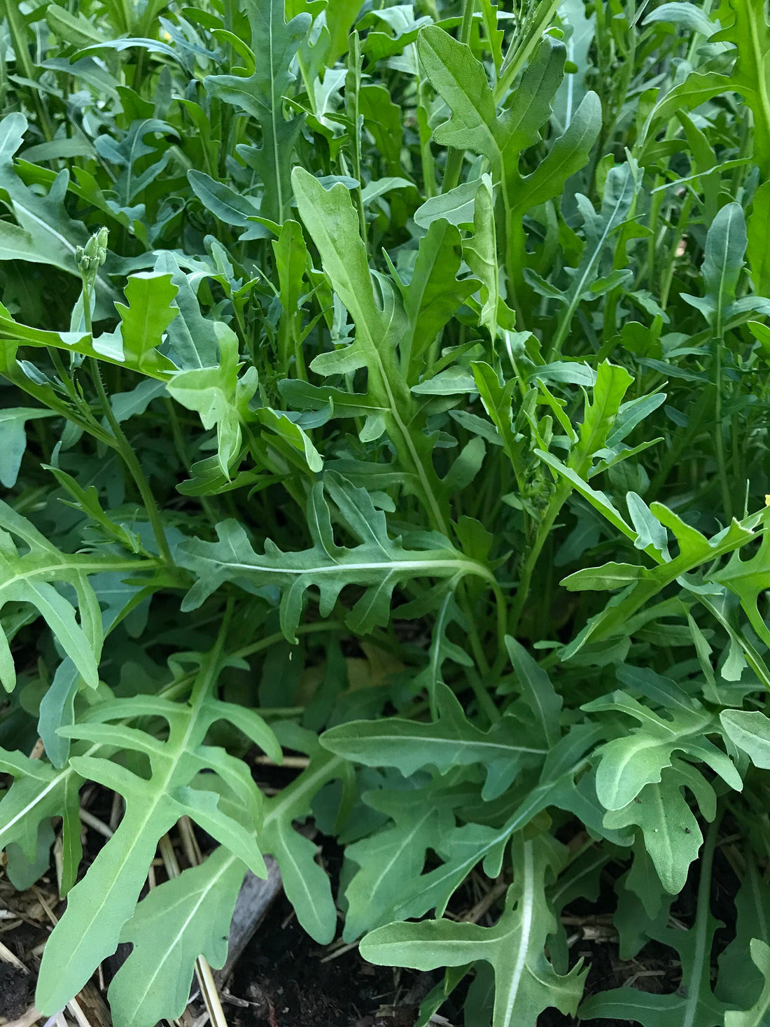 Sylvetta Perennial Arugula Seeds - Diplotaxis tenuifolia - Wild Roquet ...