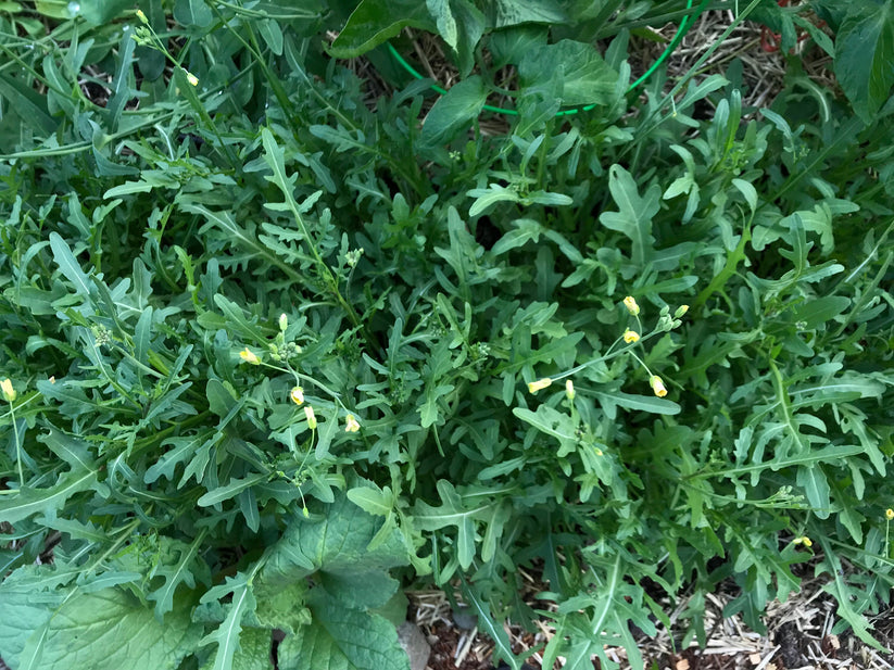 Sylvetta Perennial Arugula Seeds - Diplotaxis tenuifolia - Wild Roquet ...