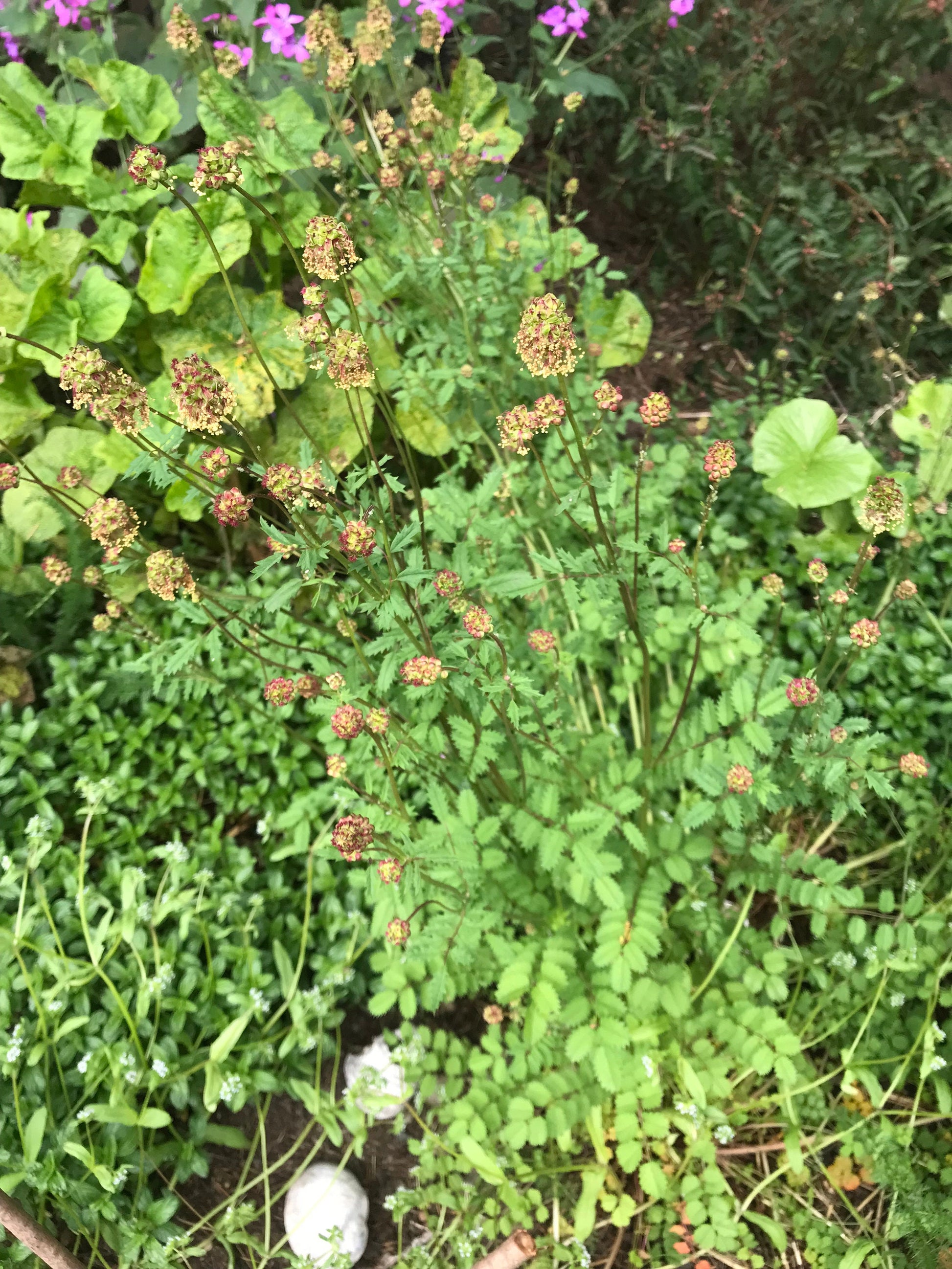 Salad Burnet Seeds - Sanguisorba minor - Pimpernelle