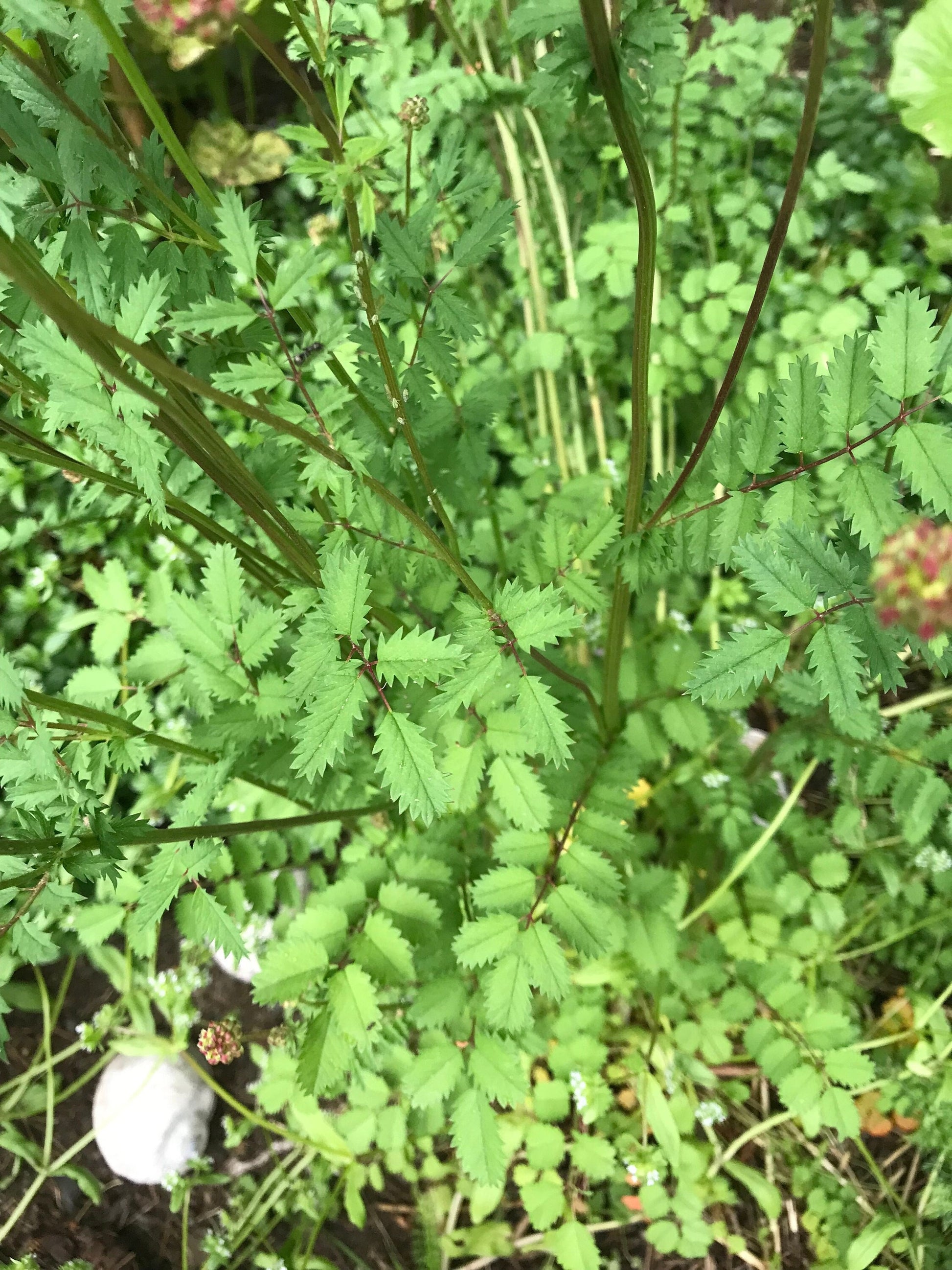 Salad Burnet Seeds - Sanguisorba minor - Pimpernelle