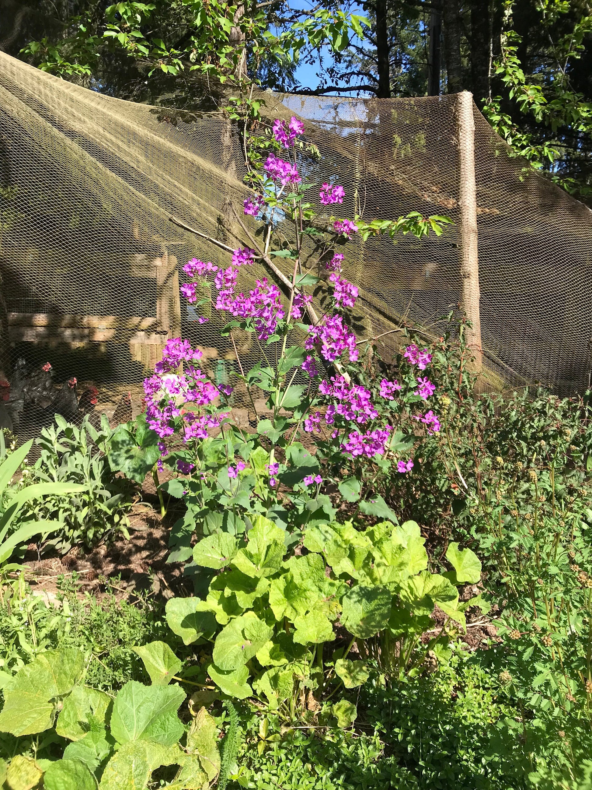money plant honesty Money Plant Seeds - Lunaria annua
