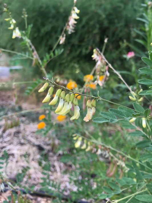 Astragalus Seeds- Astragalus membranaceus - Huang-qi / Huang qi