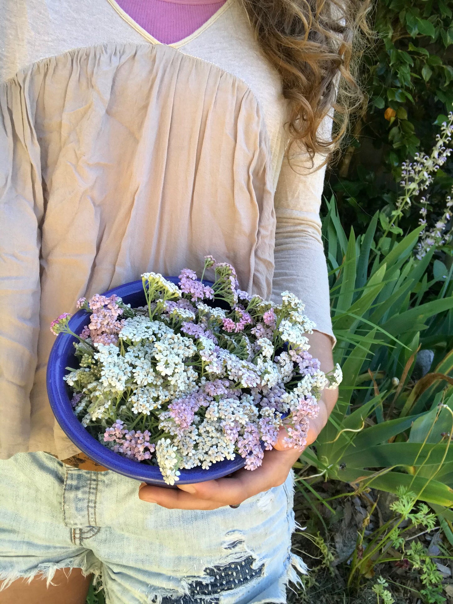 Yarrow Seeds - Achillea millefolium - Pink and White Yarrow