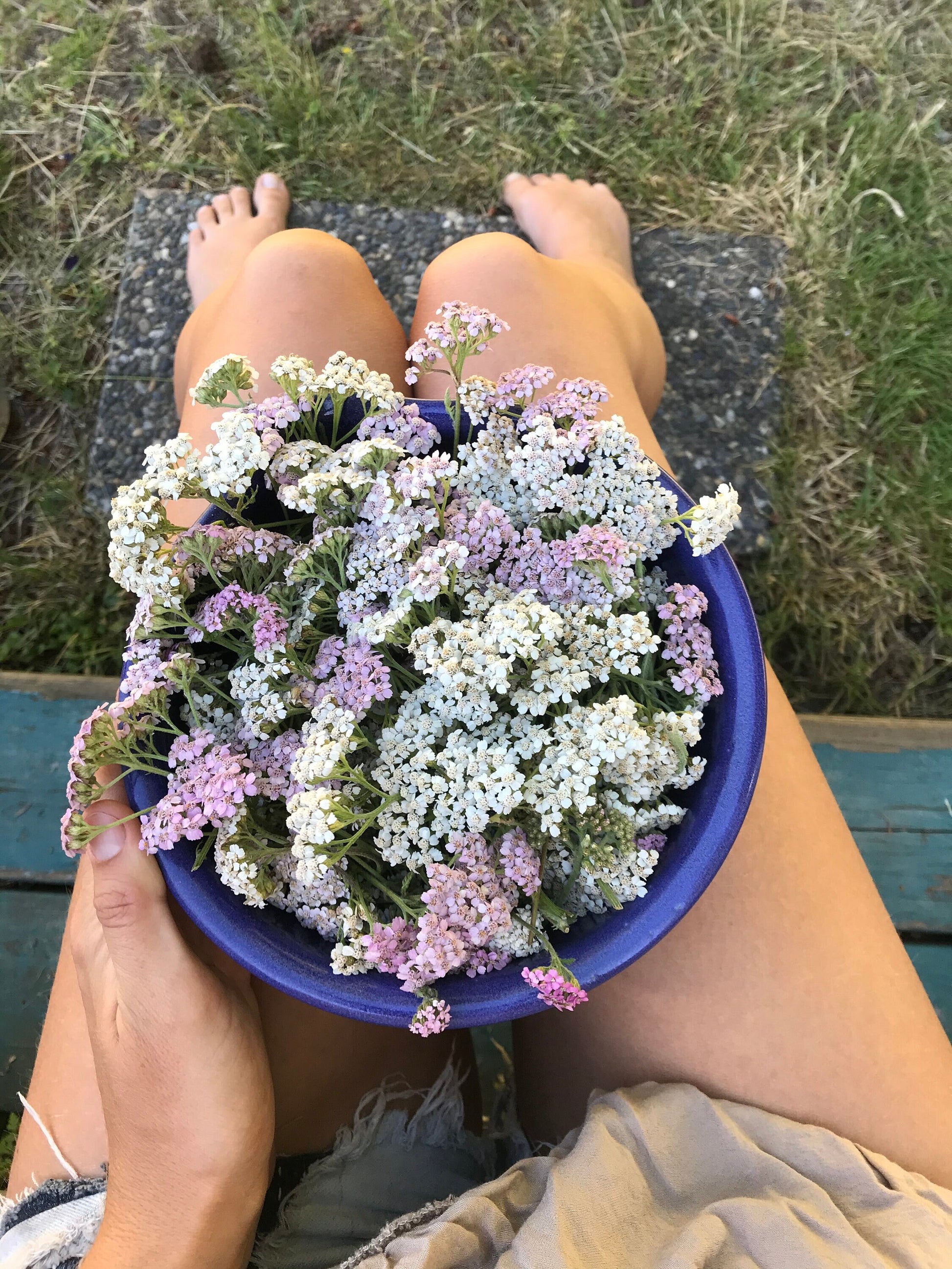 Yarrow Seeds - Achillea millefolium - Pink and White Yarrow