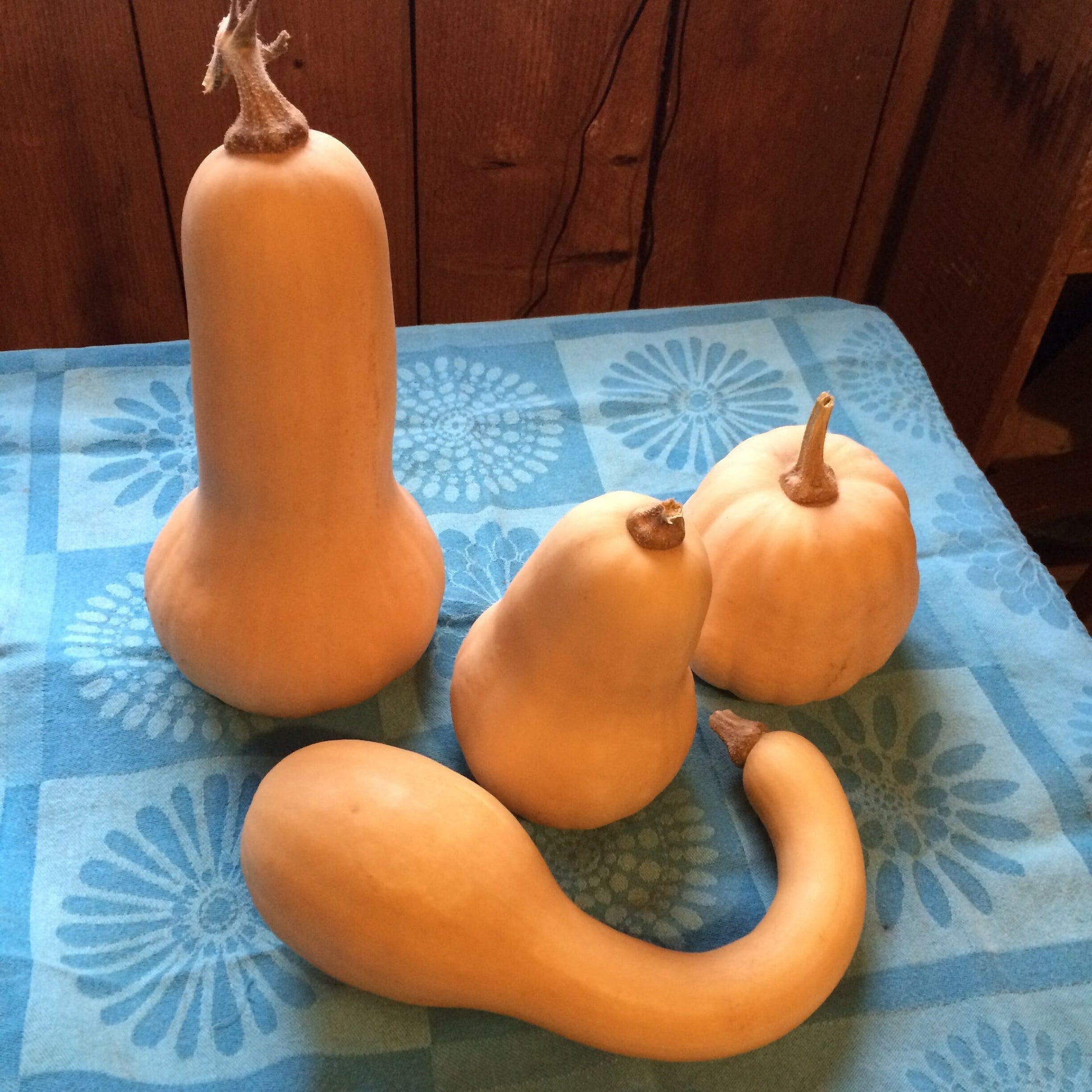 Butternut Squash Seeds - Cucurbita moschata