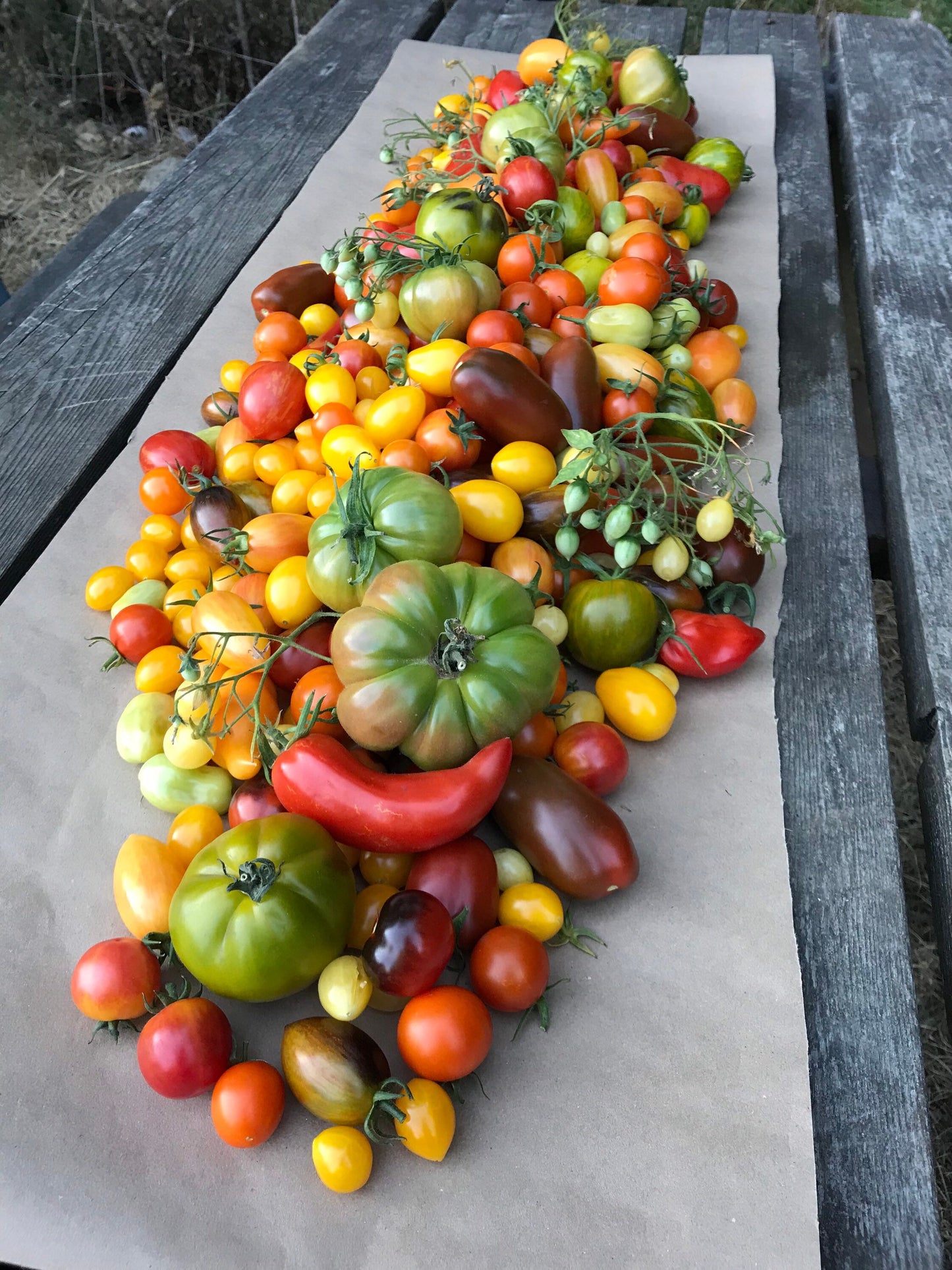 Heirloom Tomato Seed Mix - Solanum lycopersicum