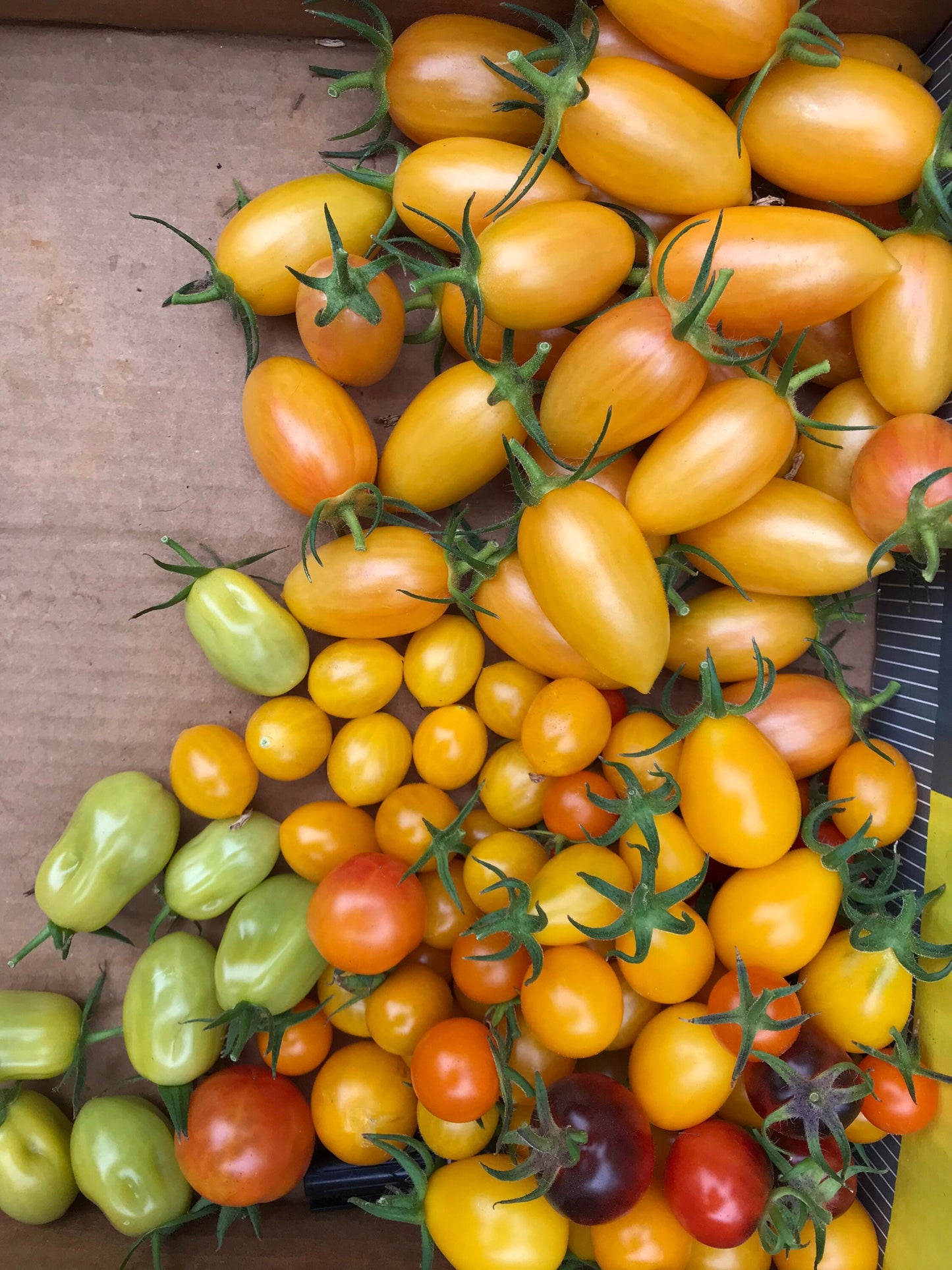 Heirloom Tomato Seed Mix - Solanum lycopersicum