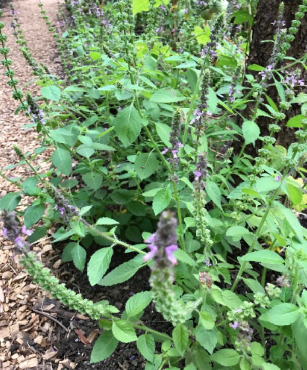 Holy Basil Seeds Tulsi Seeds Ocinum tenuiflorum Rama Tulsi