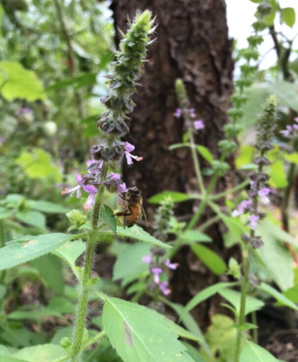 Holy Basil Seeds - Tulsi Seeds - Ocinum tenuiflorum - Rama Tulsi