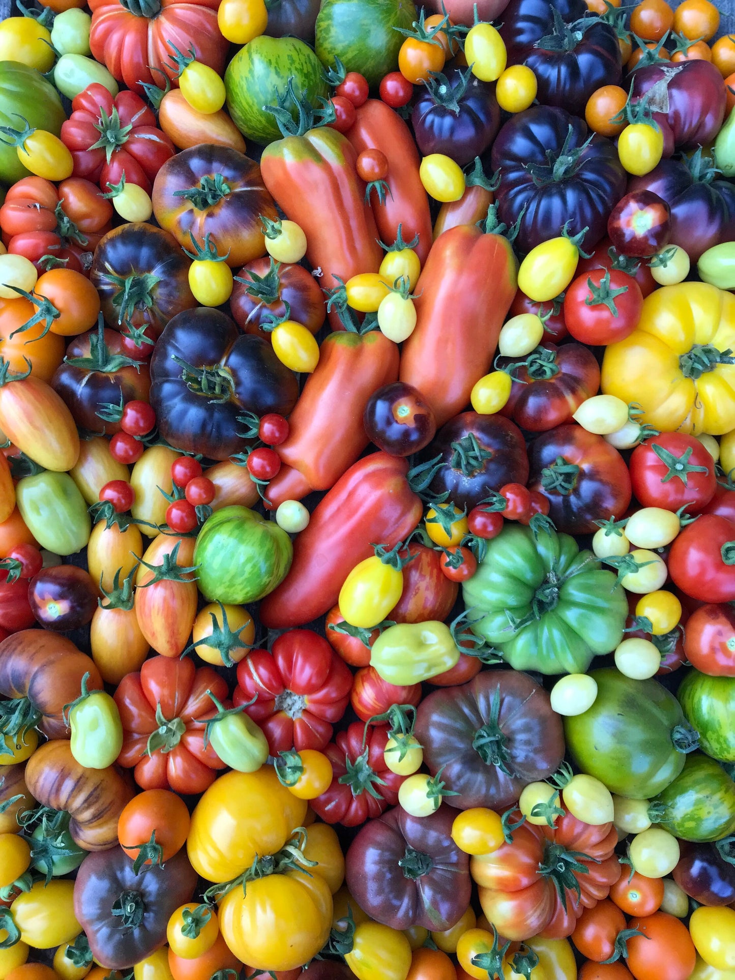 Heirloom Tomato Seed Mix - Solanum lycopersicum