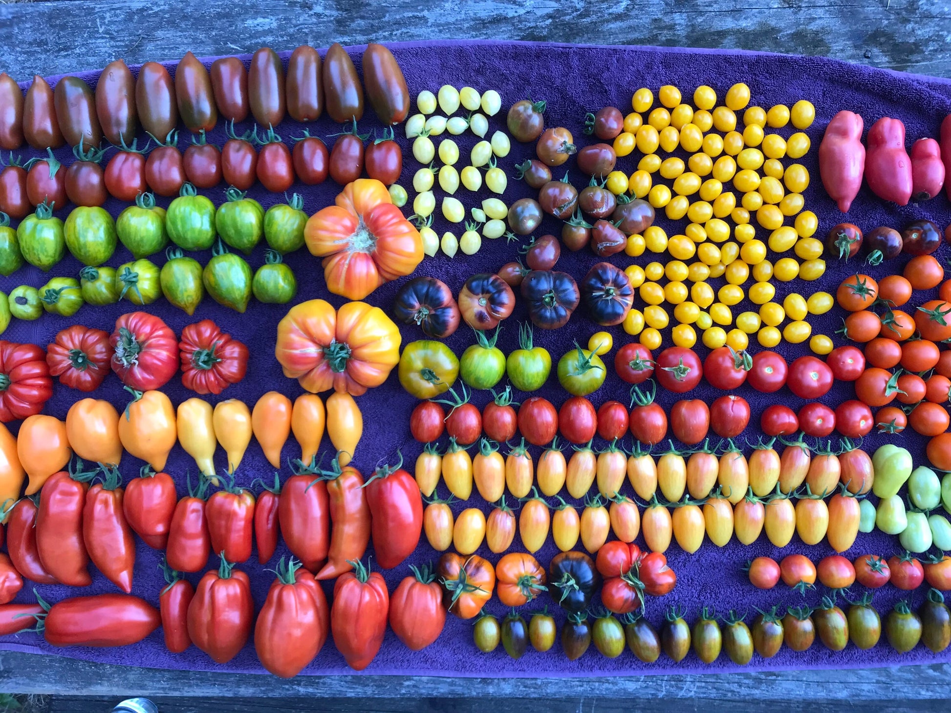 Heirloom Tomato Seed Mix - Solanum lycopersicum