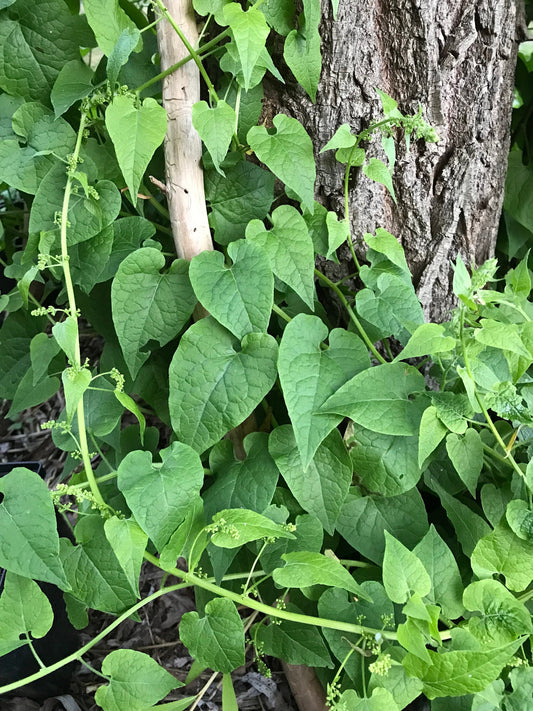 Caucasian Spinach Seeds - Climbing Spinach - Hablitzia tamnoides - Aka Habby / Climbing Spinach Vine