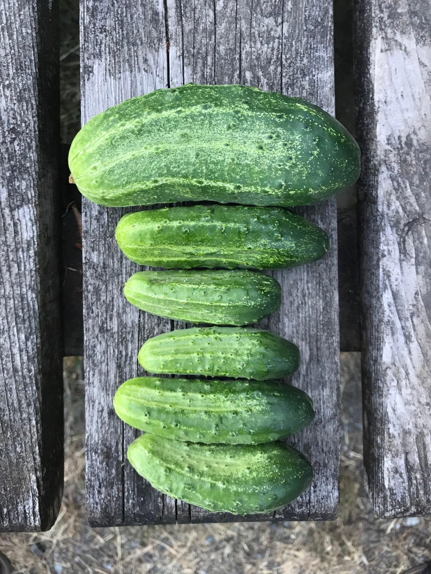 Early Russian Cucumber Grex Seeds - Cucumis sativus