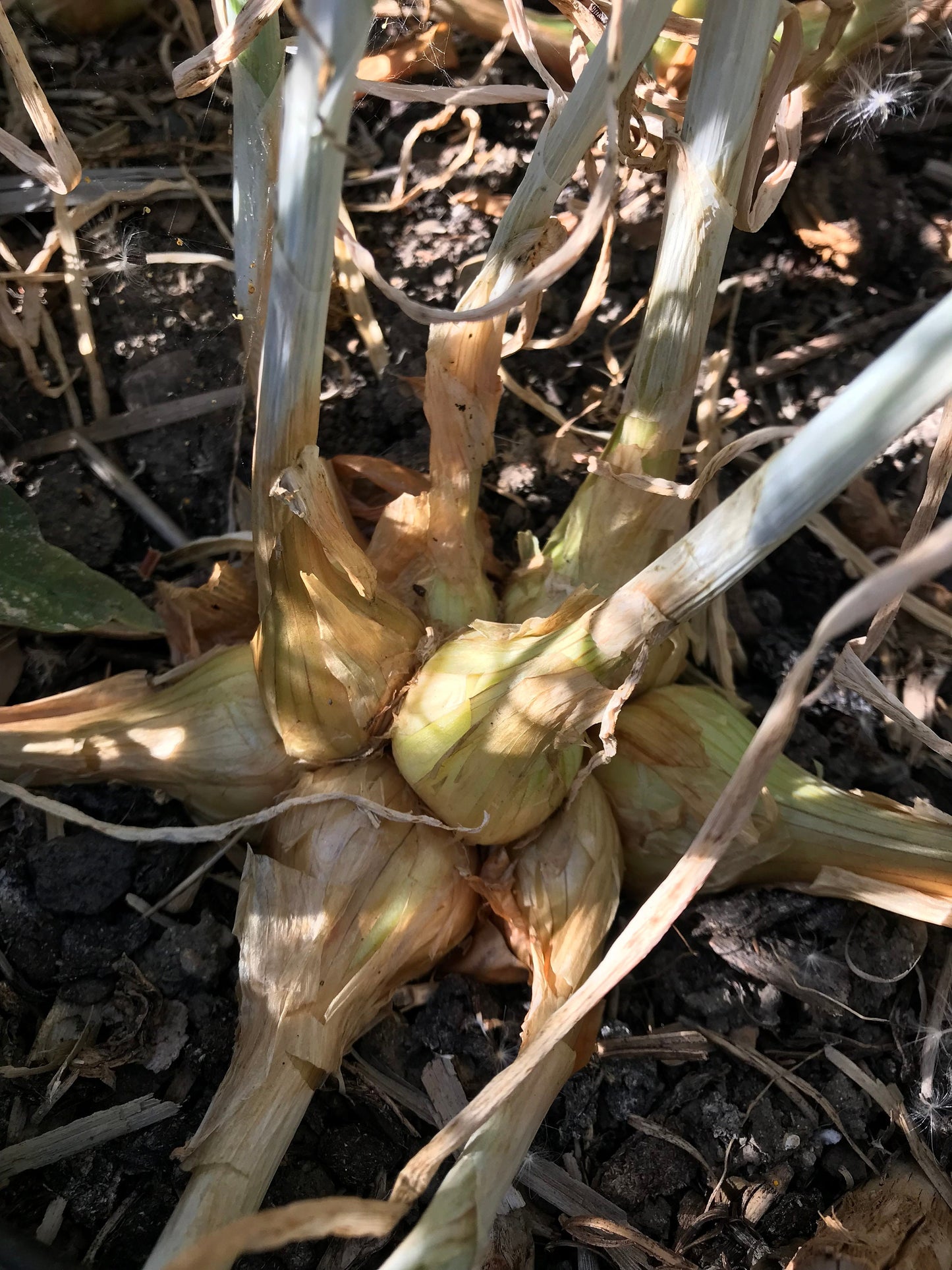 Errington Heirloom Potato Onion Bulbs - Yellow Multiplier Onion Sets - Allium cepa var. aggregatum - 50 grams